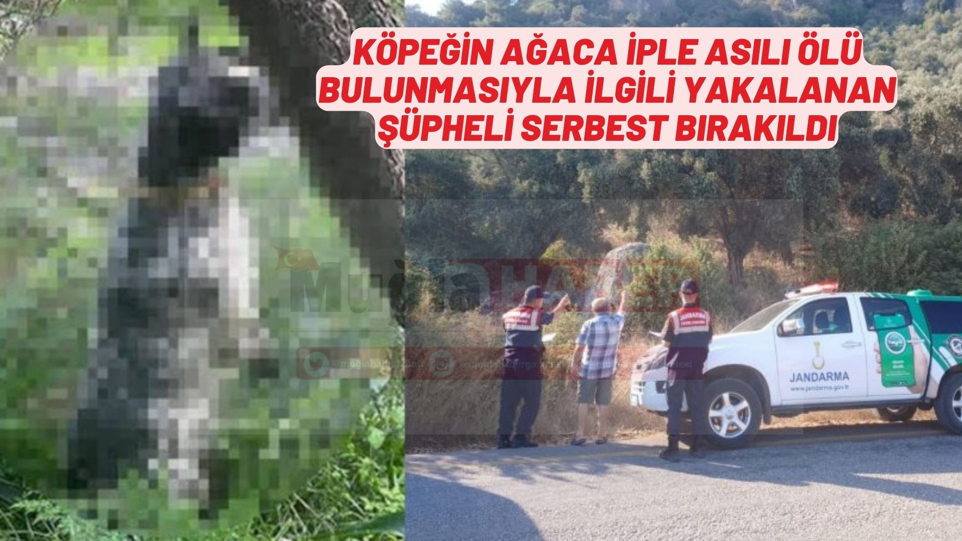 Köpeğin ağaca iple asılı ölü bulunmasıyla ilgili yakalanan şüpheli serbest bırakıldı