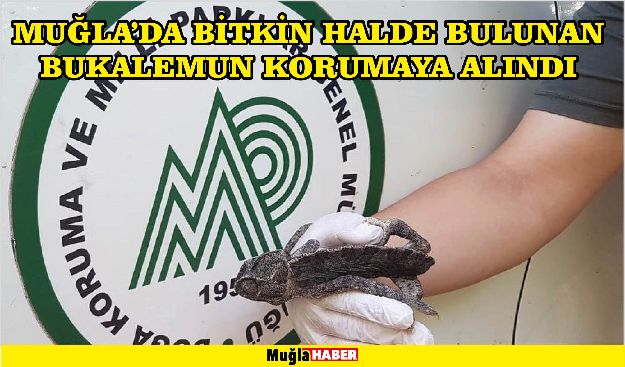 Muğla'da bitkin halde bulunan bukalemun korumaya alındı