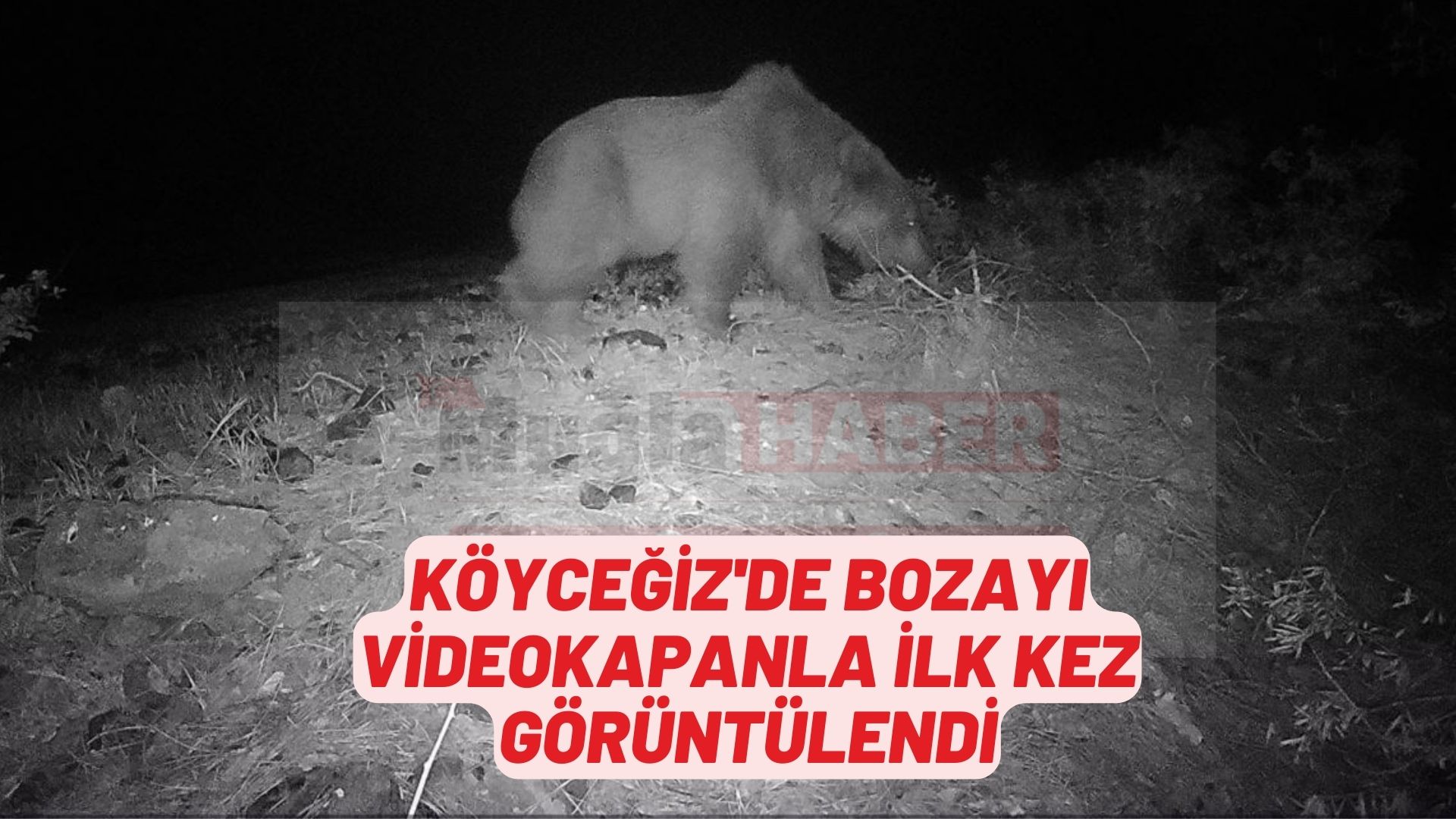 Köyceğiz'de bozayı videokapanla ilk kez görüntülendi