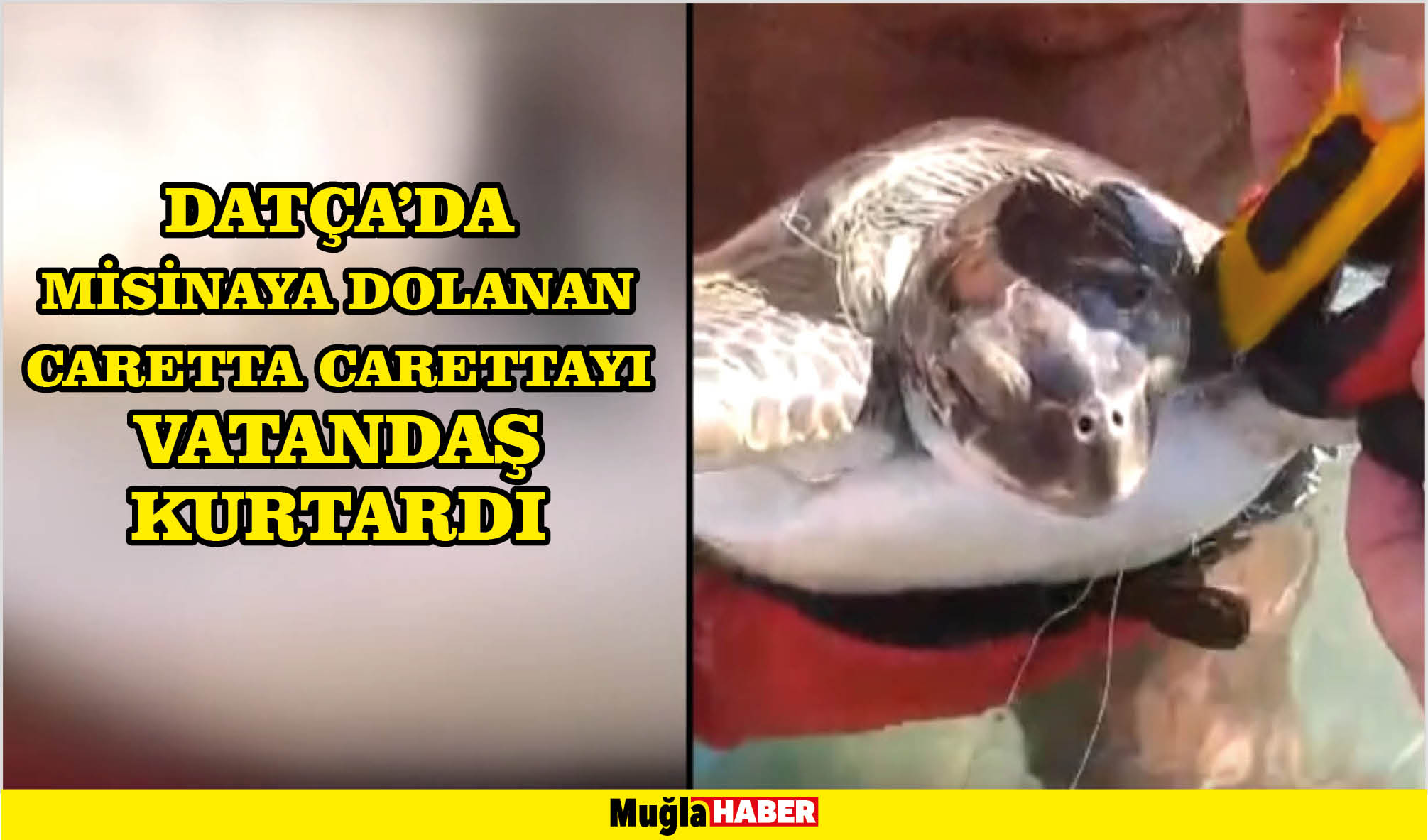 Datça'da misinaya dolanan caretta carettayı vatandaş kurtardı