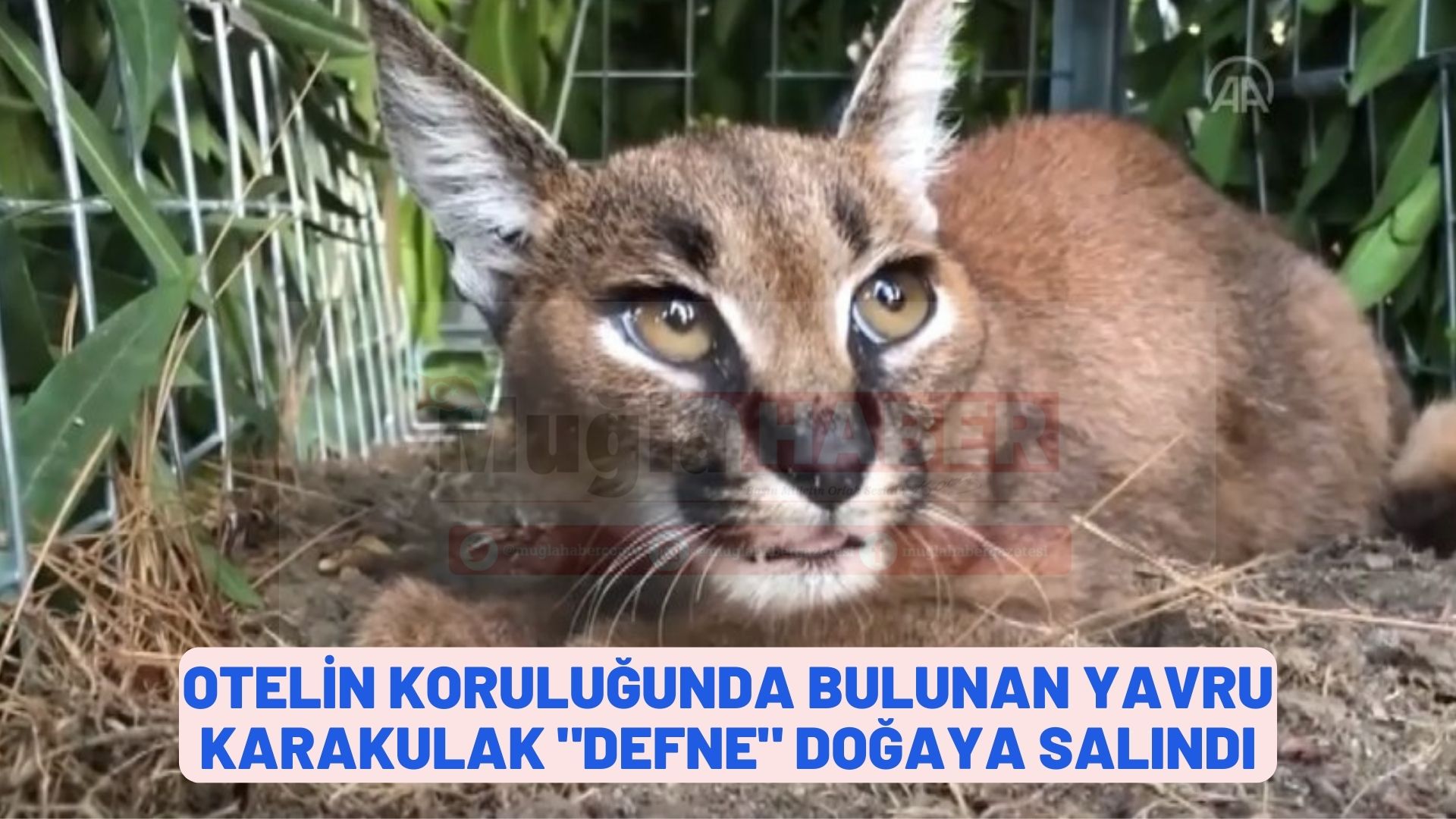 Muğla'da otelin koruluğunda bulunan yavru karakulak "Defne" doğaya salındı