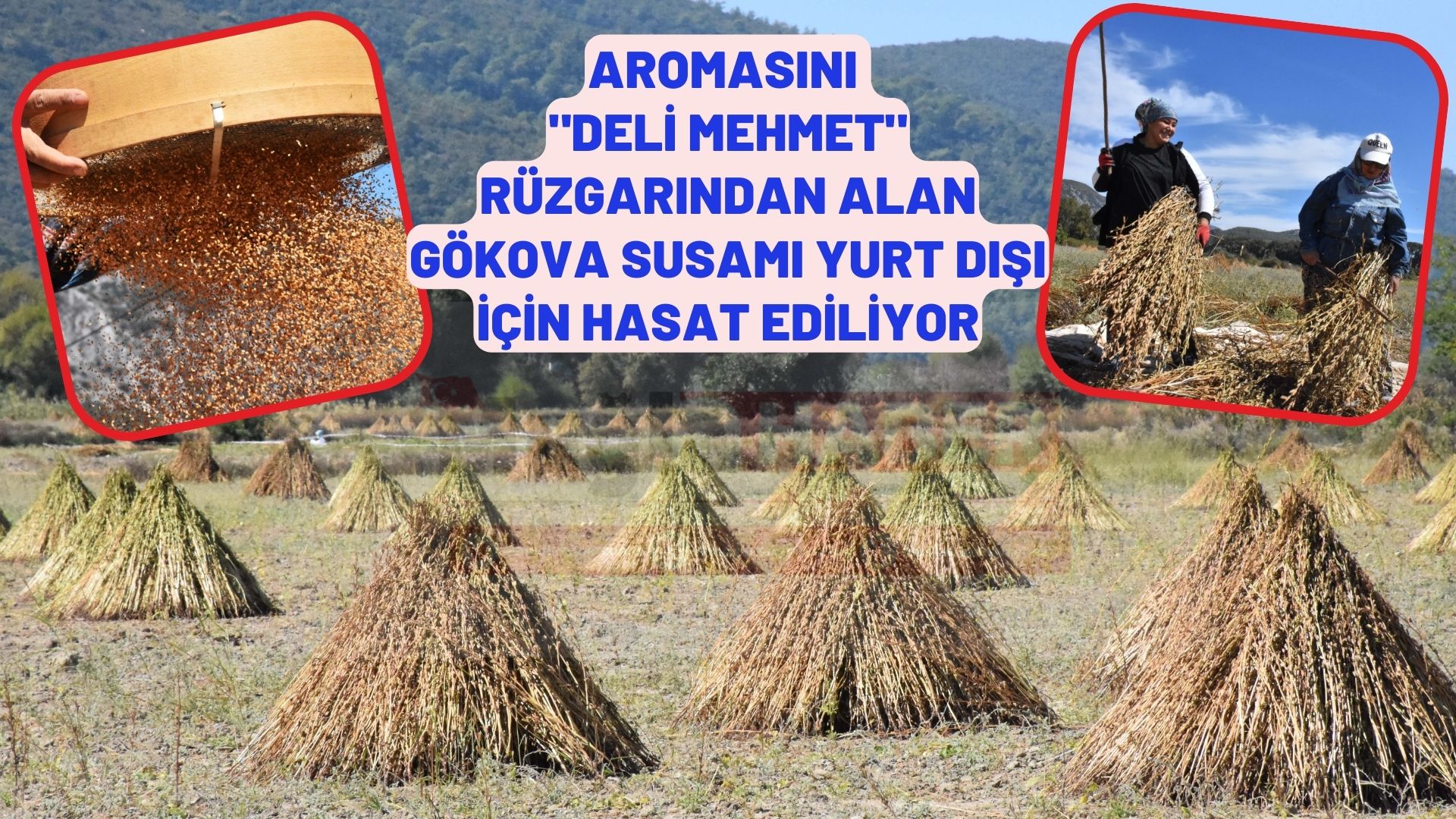 Aromasını "Deli Mehmet" rüzgarından alan Gökova susamı yurt dışı için hasat ediliyor