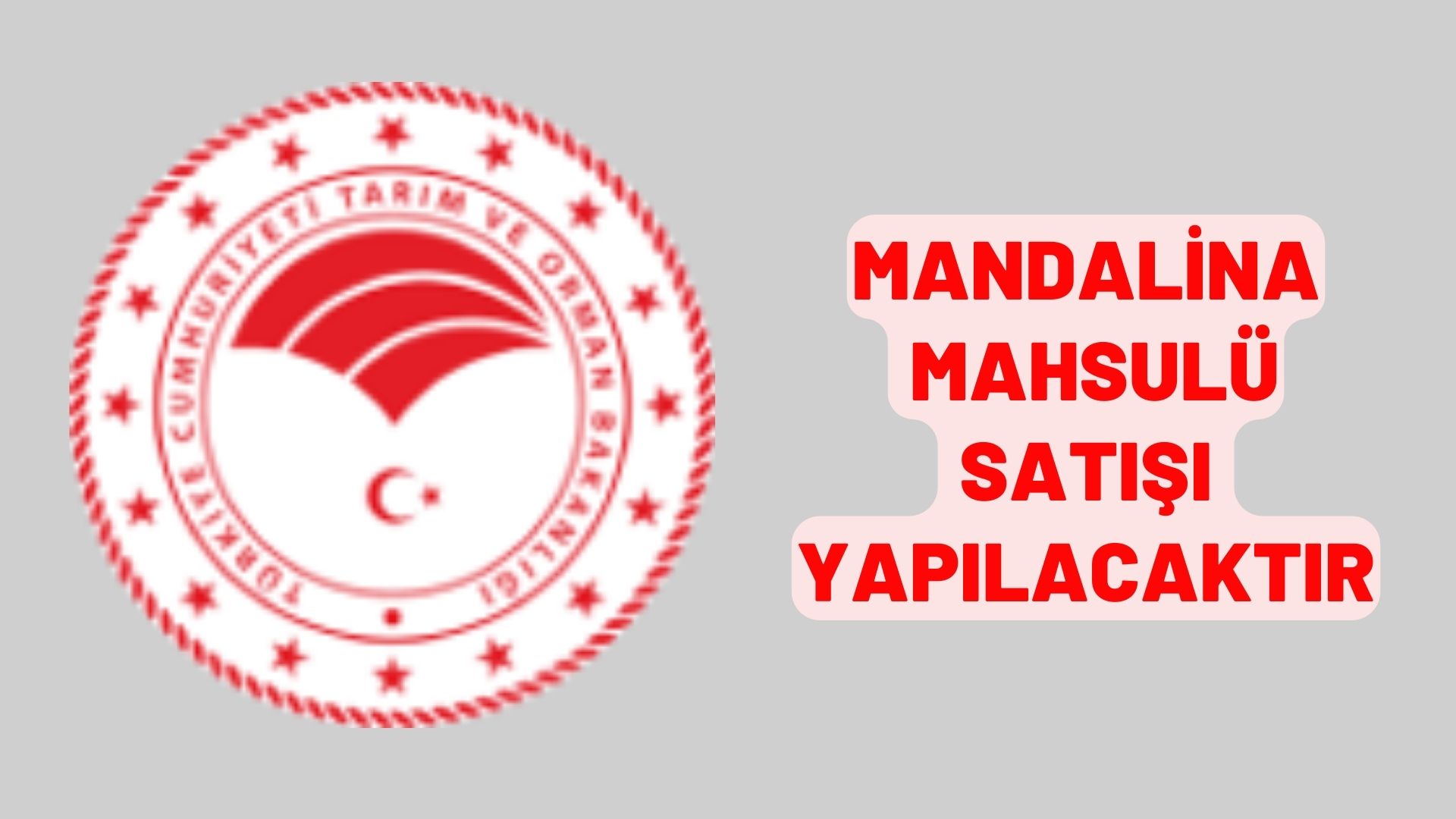 Mandalina mahsulü satışı yapılacaktır