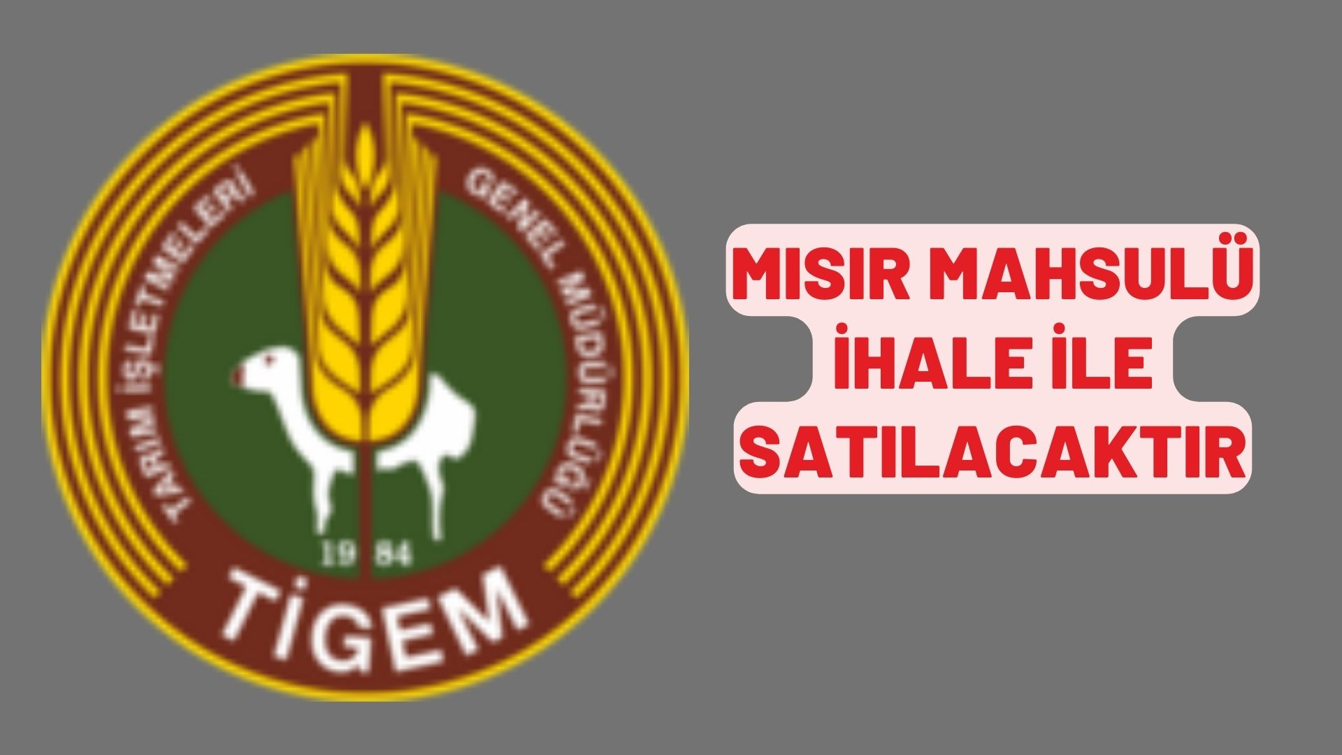 Mısır mahsulü ihale ile satılacaktır