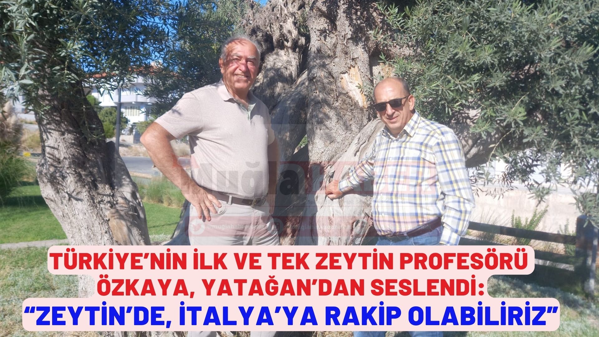 TÜRKİYE’NİN İLK VE TEK ZEYTİN PROFESÖRÜ ÖZKAYA, YATAĞAN’DAN SESLENDİ:  “ZEYTİNDE, İTALYA’YA RAKİP OLABİLİRİZ”