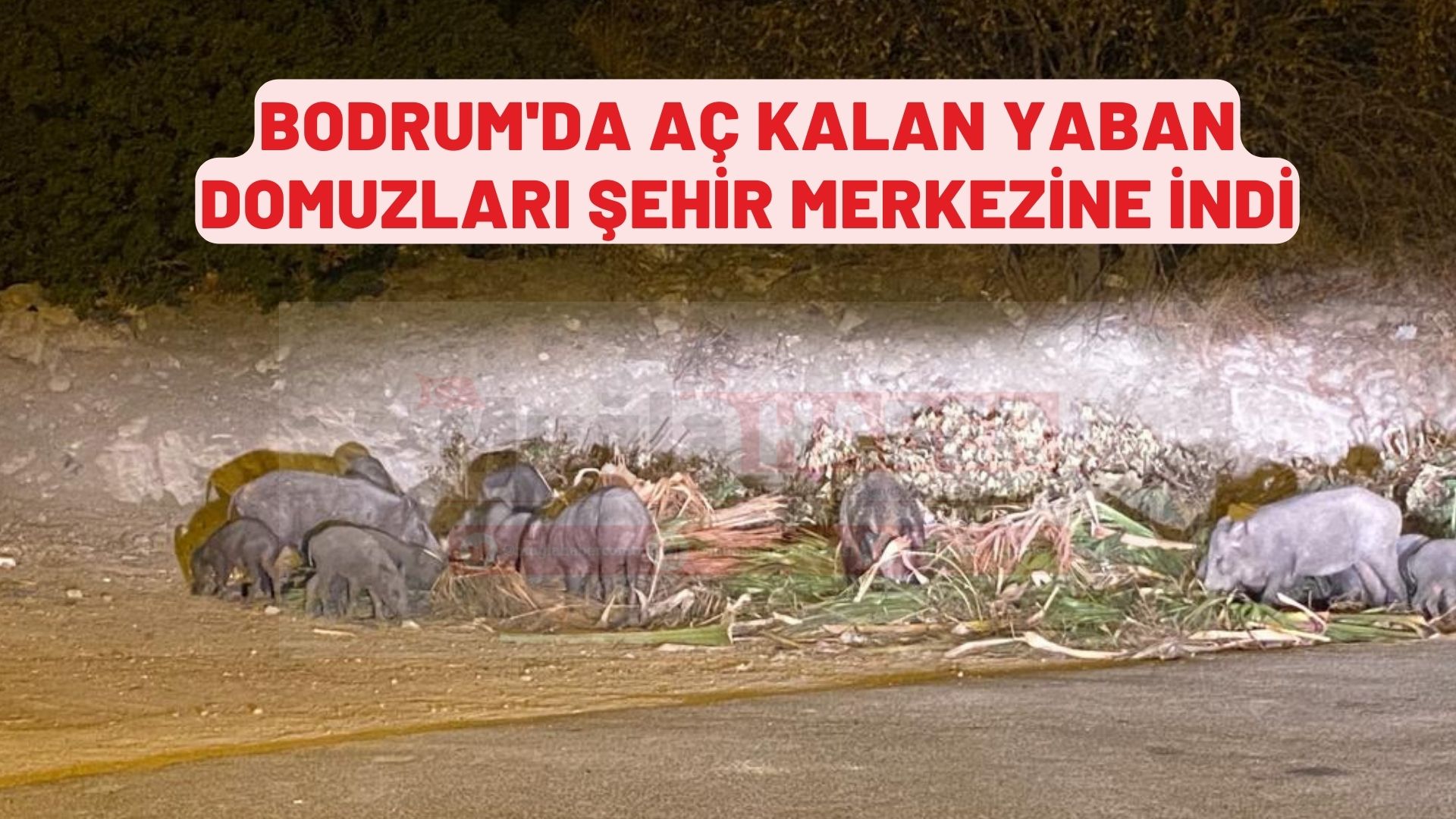 Bodrum'da aç kalan yaban domuzları şehir merkezine indi