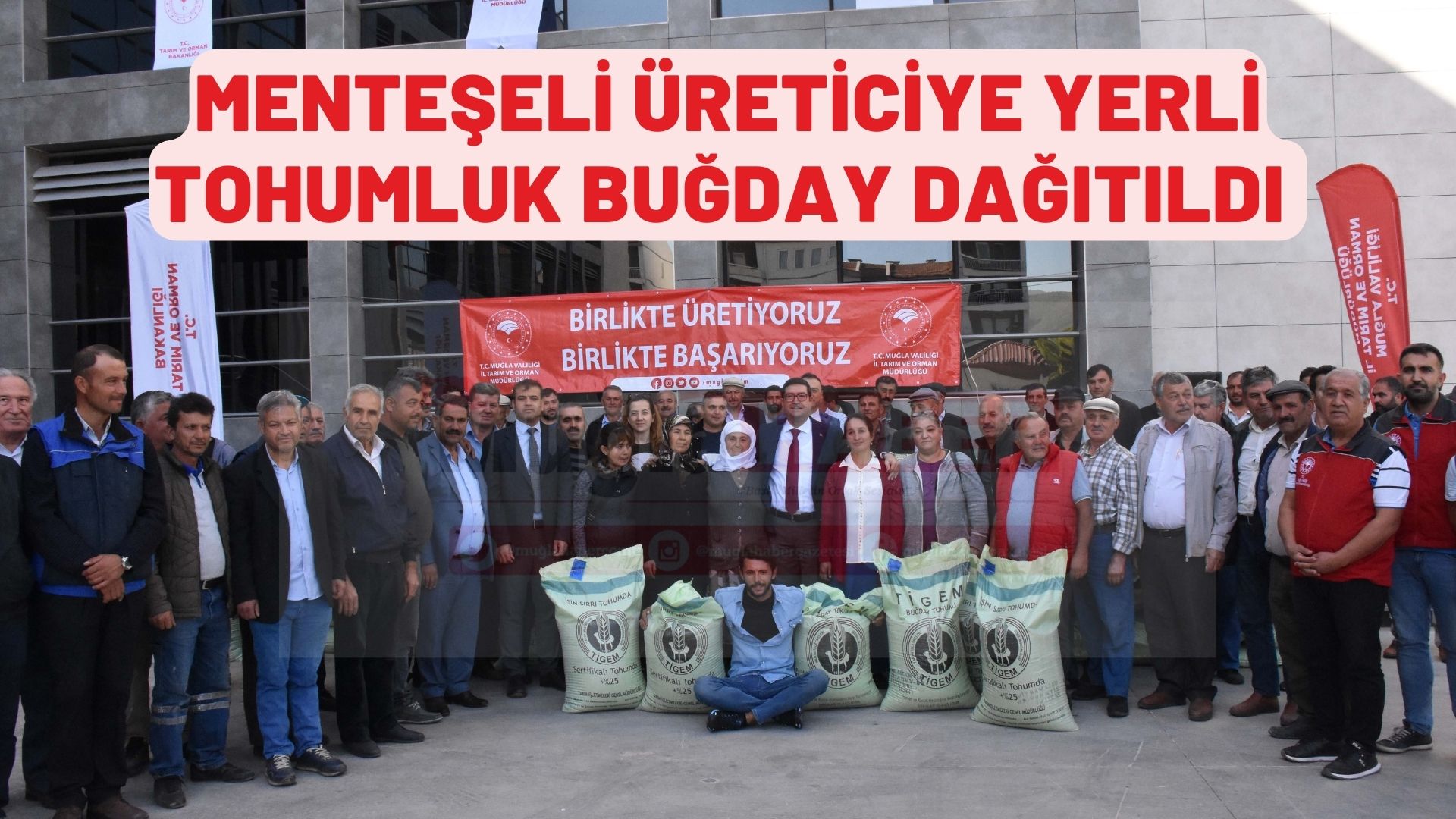 MENTEŞELİ ÜRETİCİYE YERLİ TOHUMLUK BUĞDAY DAĞITILDI