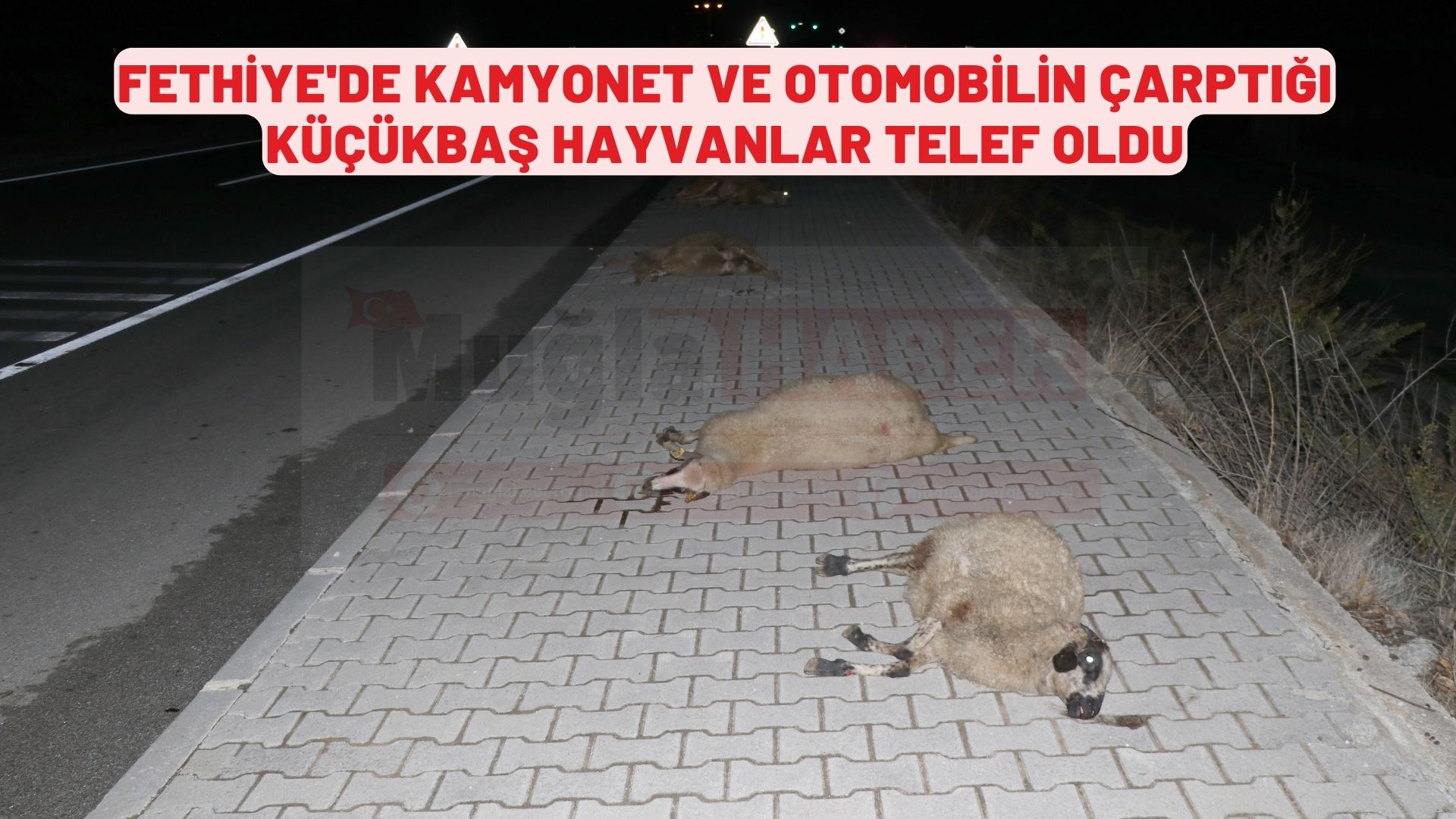 Kamyonet ve otomobilin çarptığı küçükbaş hayvanlar telef oldu