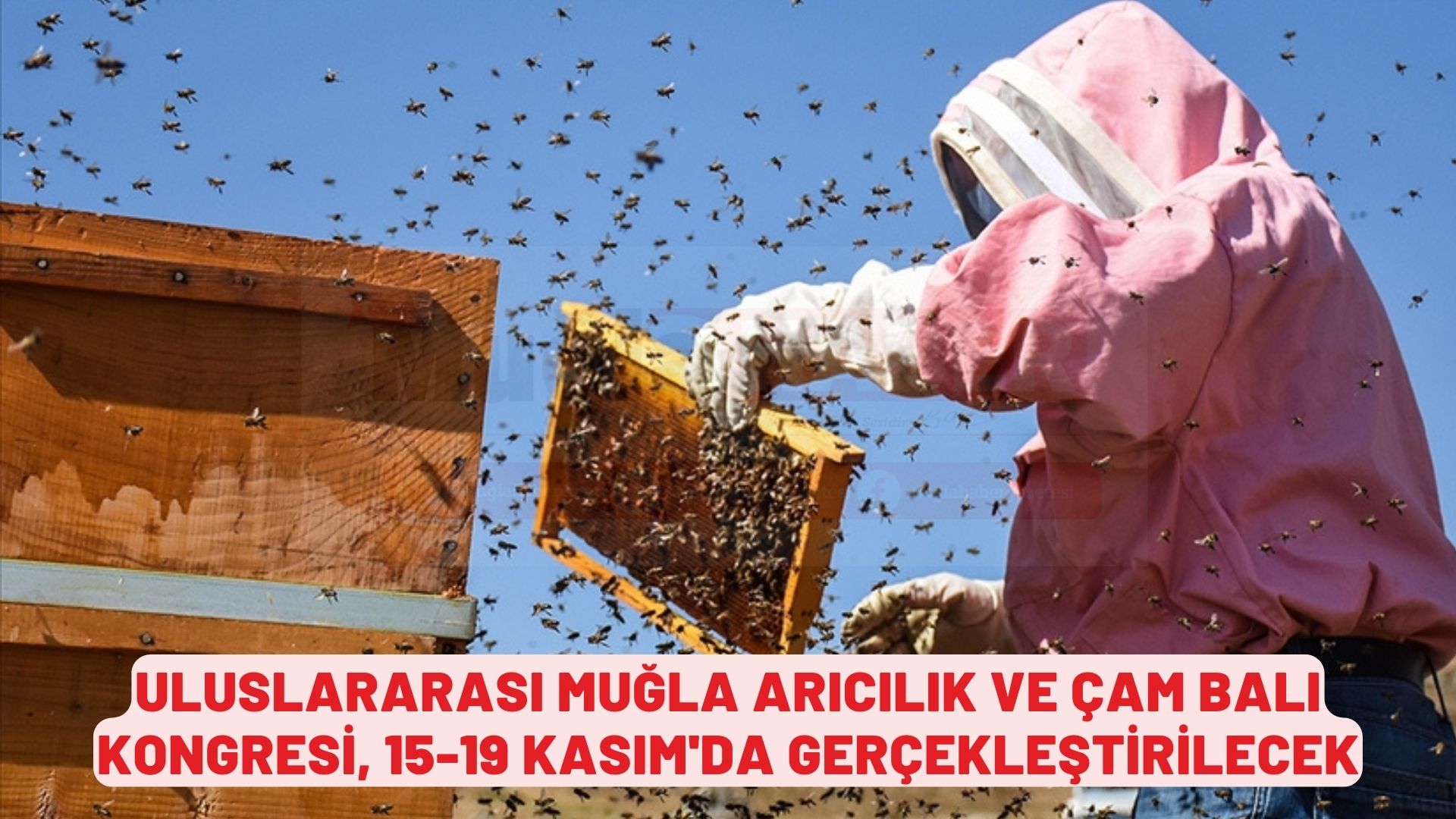 Uluslararası Muğla Arıcılık ve Çam Balı Kongresi, 15-19 Kasım'da gerçekleştirilecek