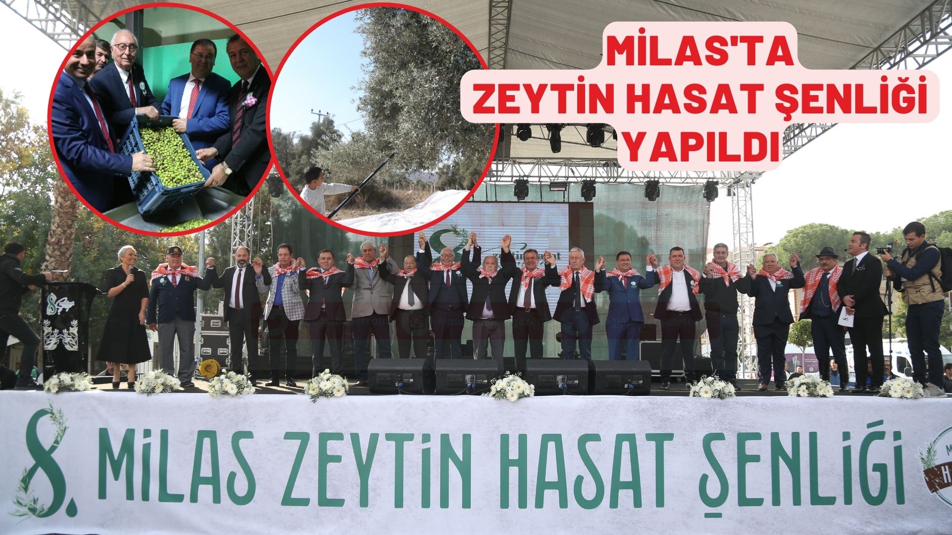 8. Milas Zeytin Hasat Şenliği başladı