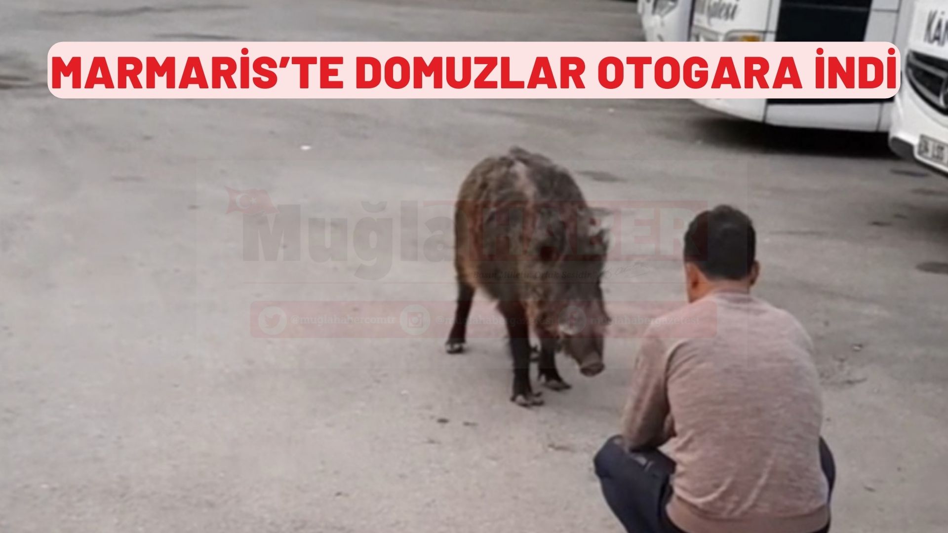 MARMARİS’TE DOMUZLAR OTOGARA İNDİ