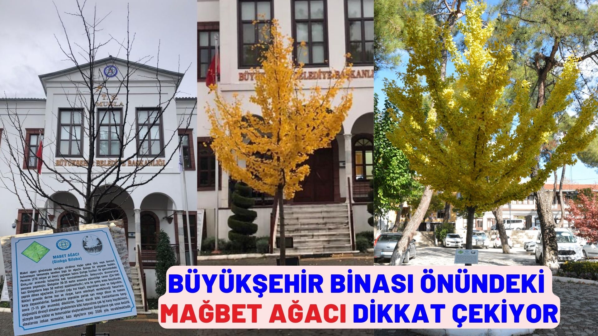 BÜYÜKŞEHİR BİNASI ÖNÜNDEKİ MABET AĞACI DİKKAT ÇEKİYOR