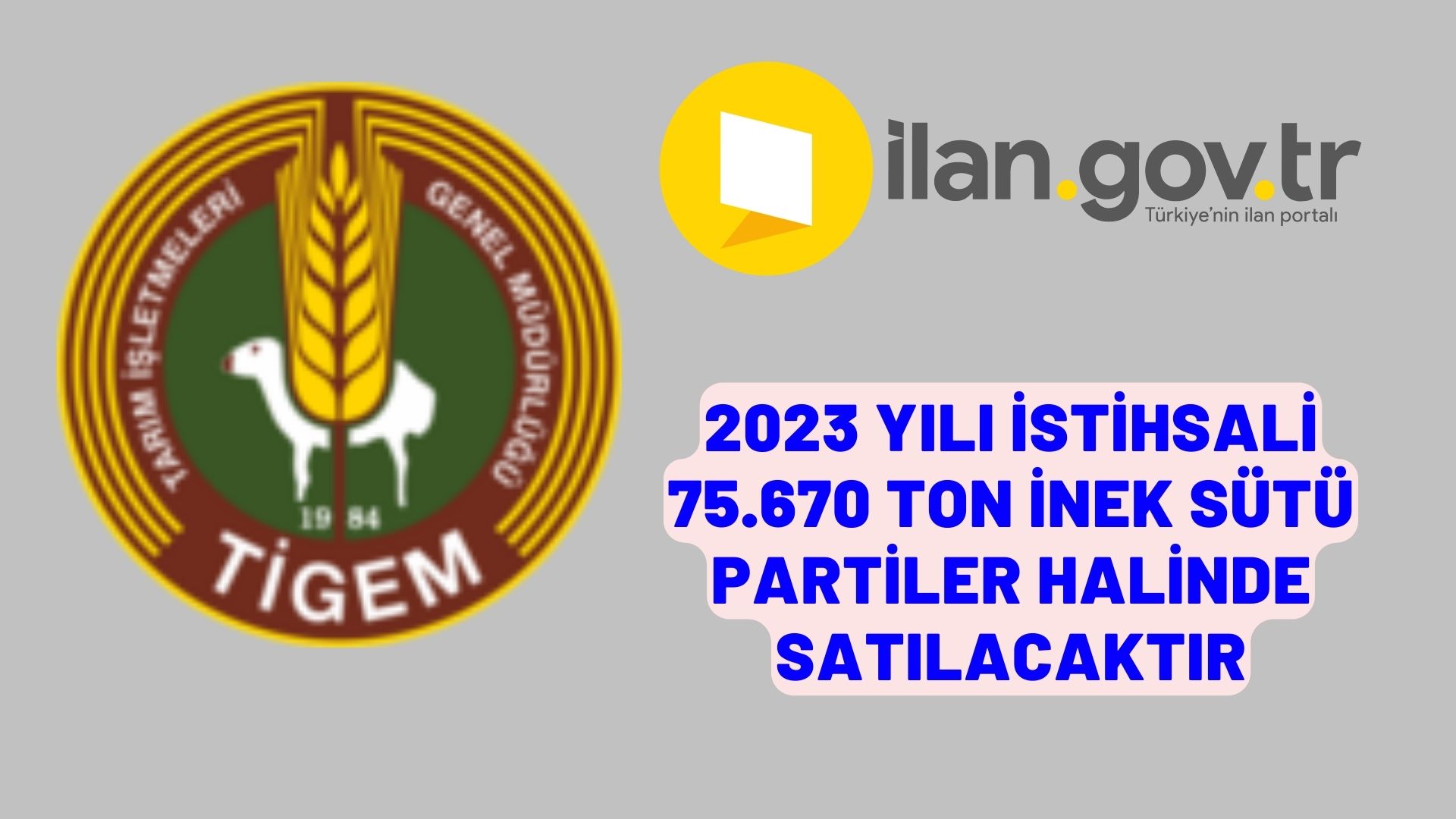 2023 yılı istihsali 75.670 ton inek sütü partiler halinde satılacaktır