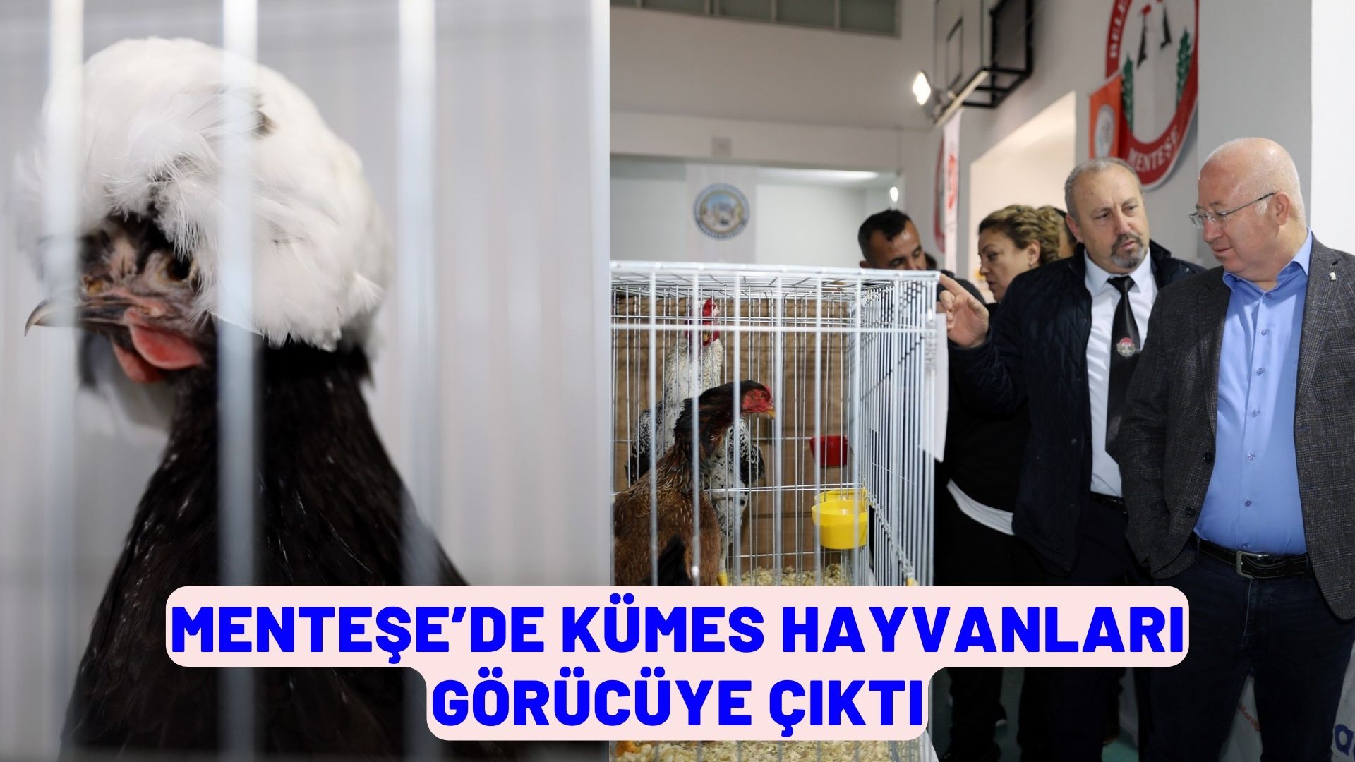 MENTEŞE’DE KÜMES HAYVANLARI GÖRÜCÜYE ÇIKTI