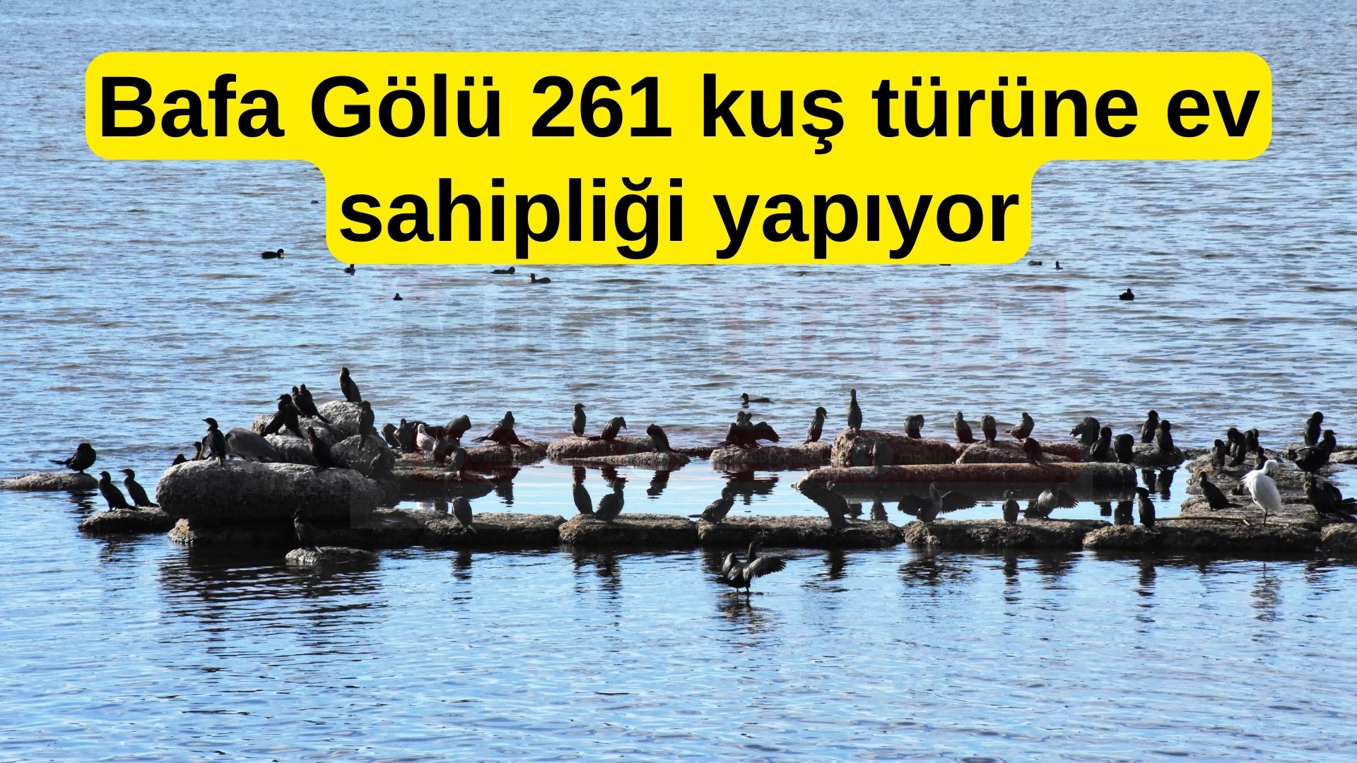 Bafa Gölü 261 kuş türüne ev sahipliği yapıyor