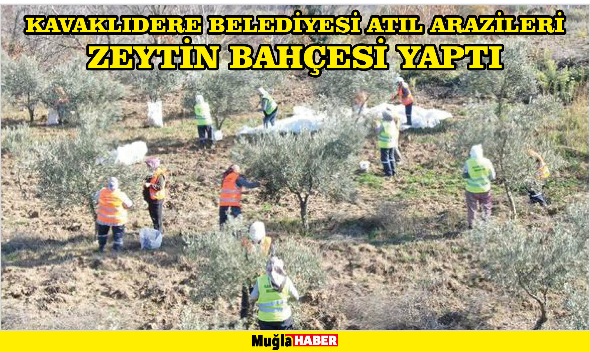 KAVAKLIDERE BELEDİYESİ ATIL ARAZİLERİ ZEYTİN BAHÇESİ YAPTI