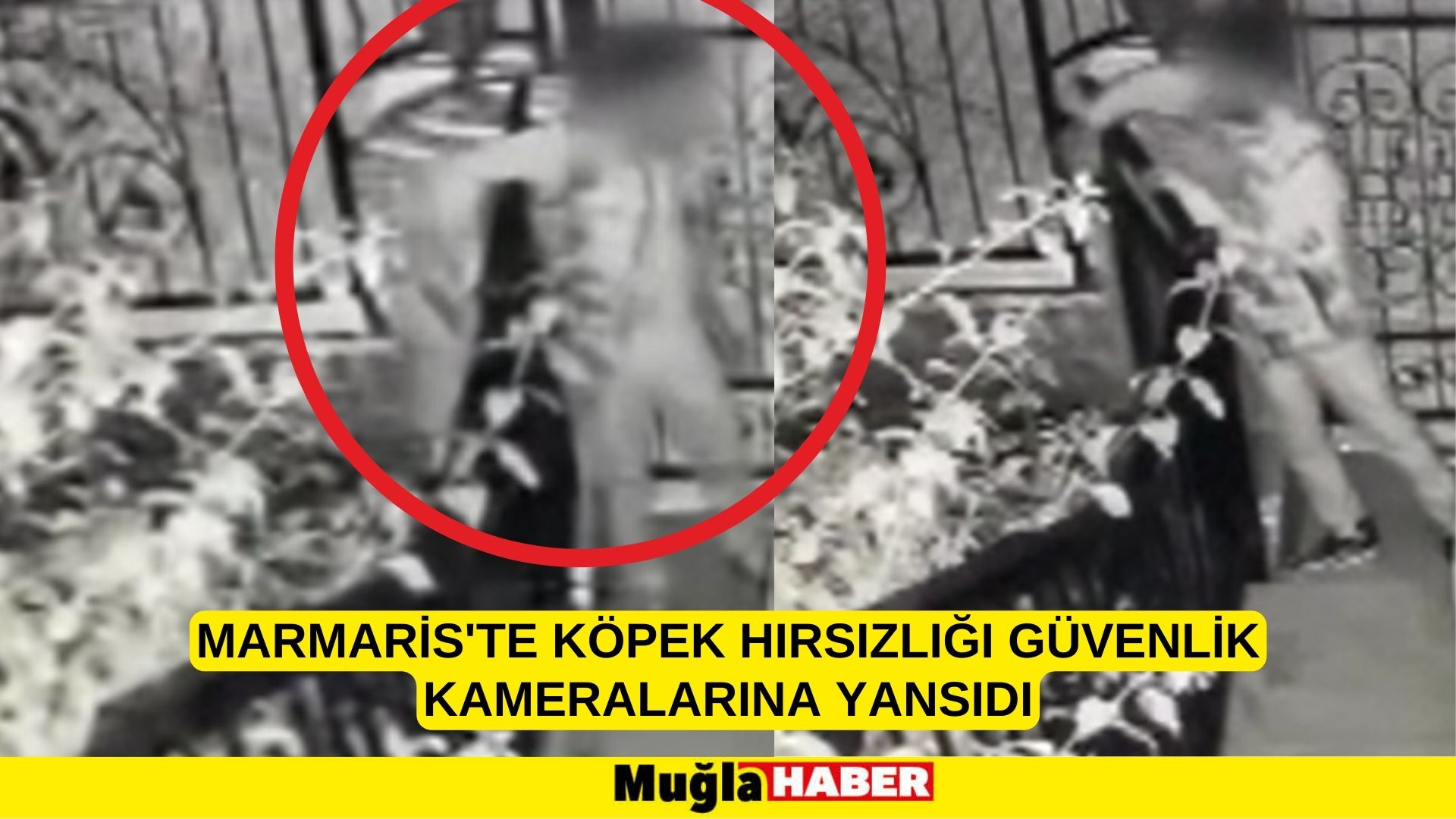 Muğla'da köpek hırsızlığı güvenlik kamerasınca kaydedildi