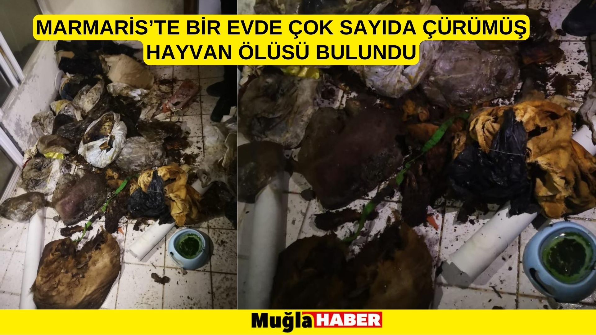 Marmaris’te bir evde çok sayıda çürümüş hayvan ölüsü bulundu