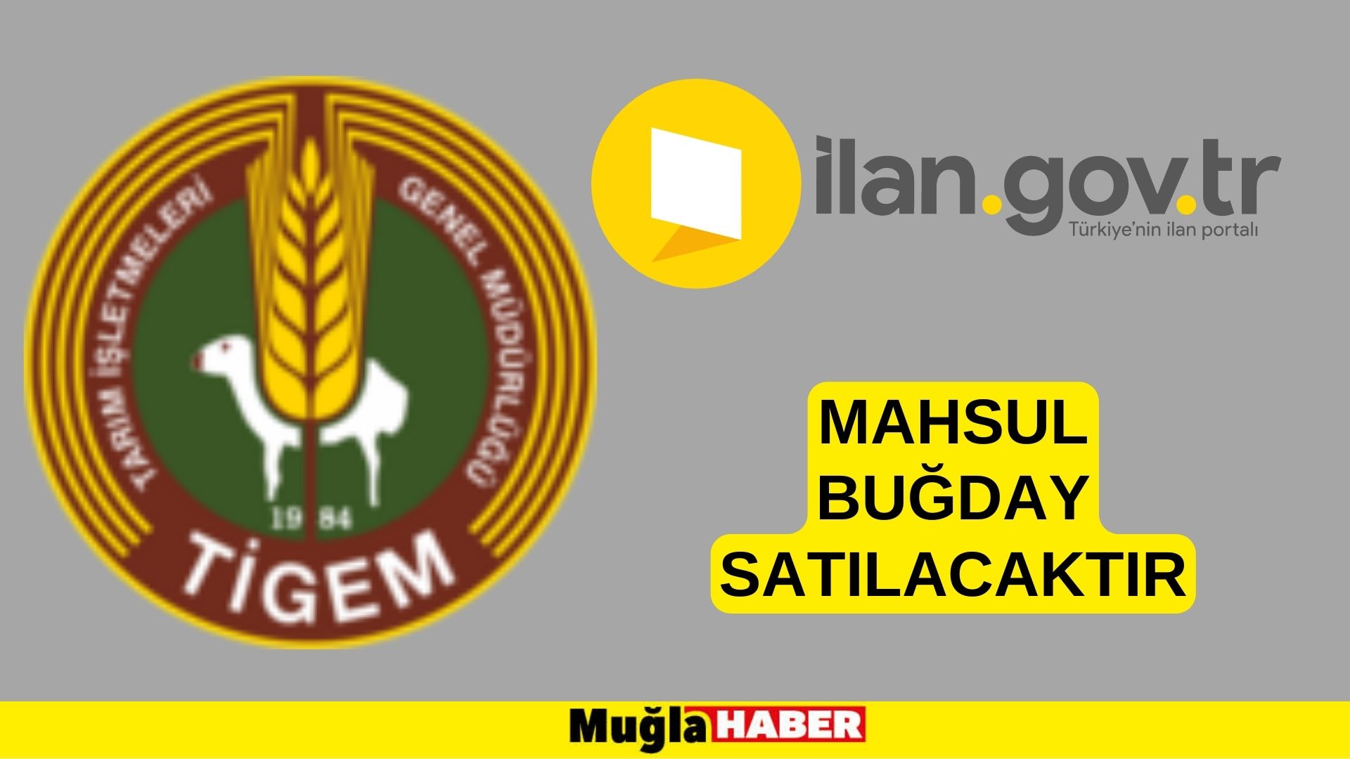 Mahsul buğday satılacaktır