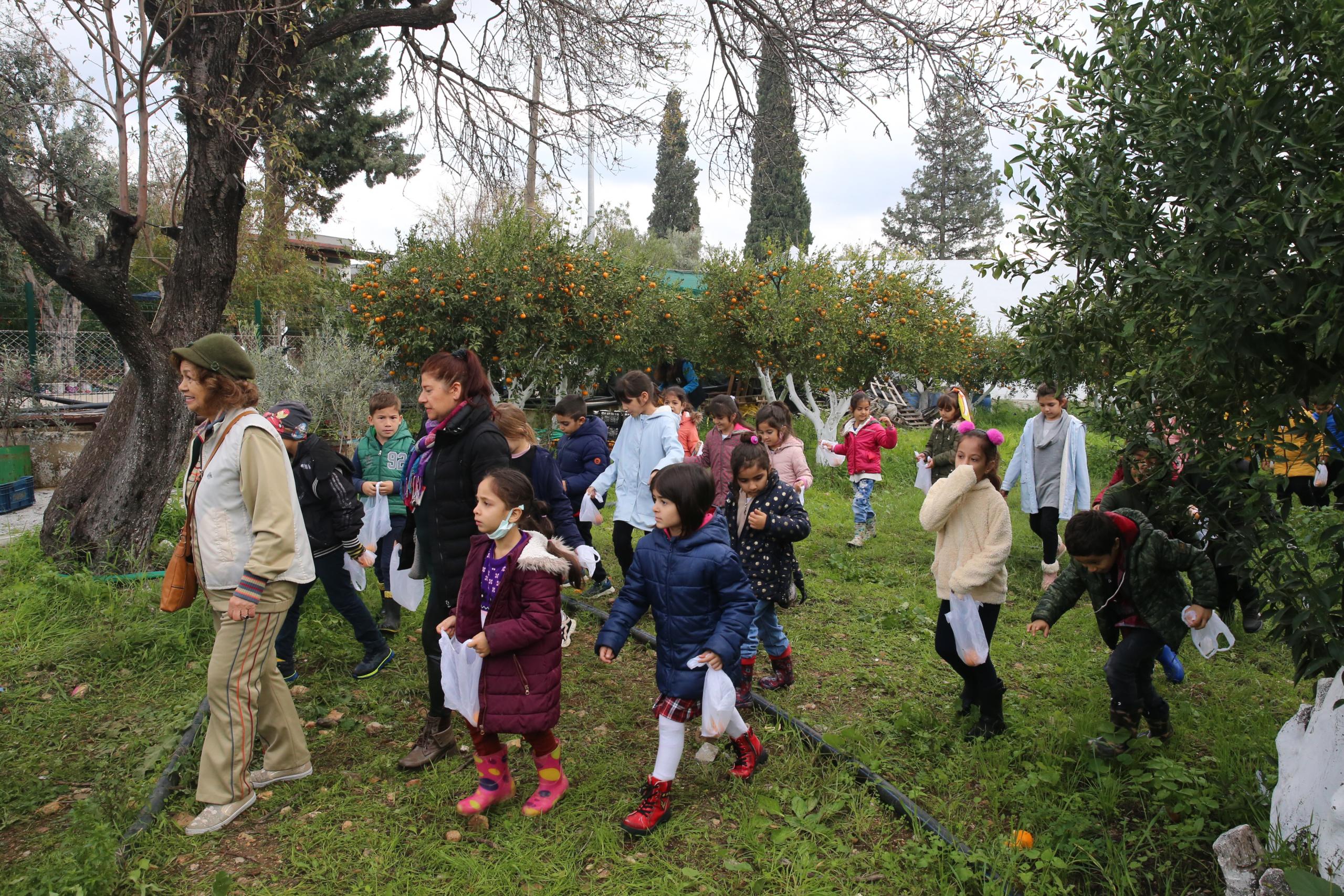 Bodrum'da Belediye Başkanı ve öğrenciler mandalina hasadı yaptı