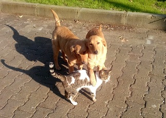Kim demiş kedi, köpek dost olmaz diye