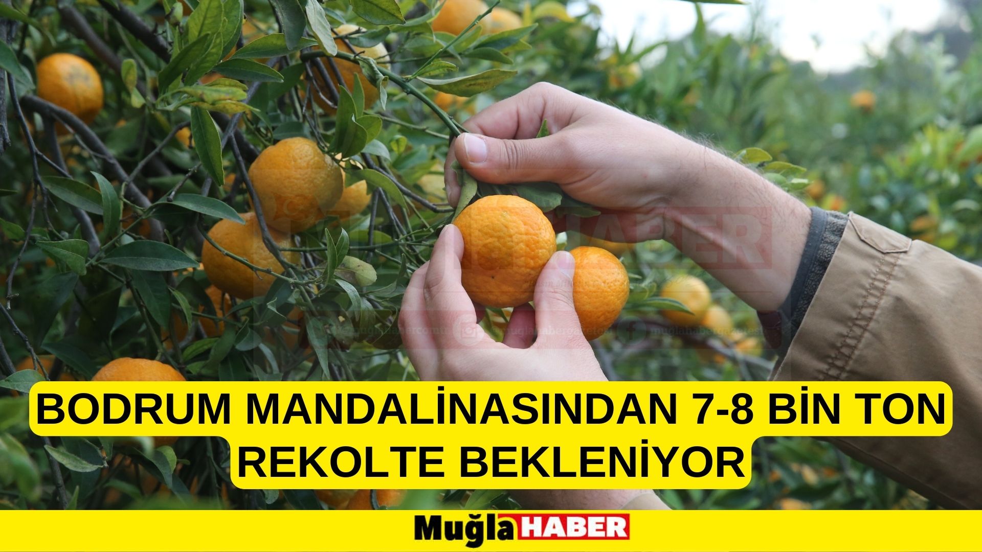 Bodrum mandalinasından 7-8 bin ton rekolte bekleniyor