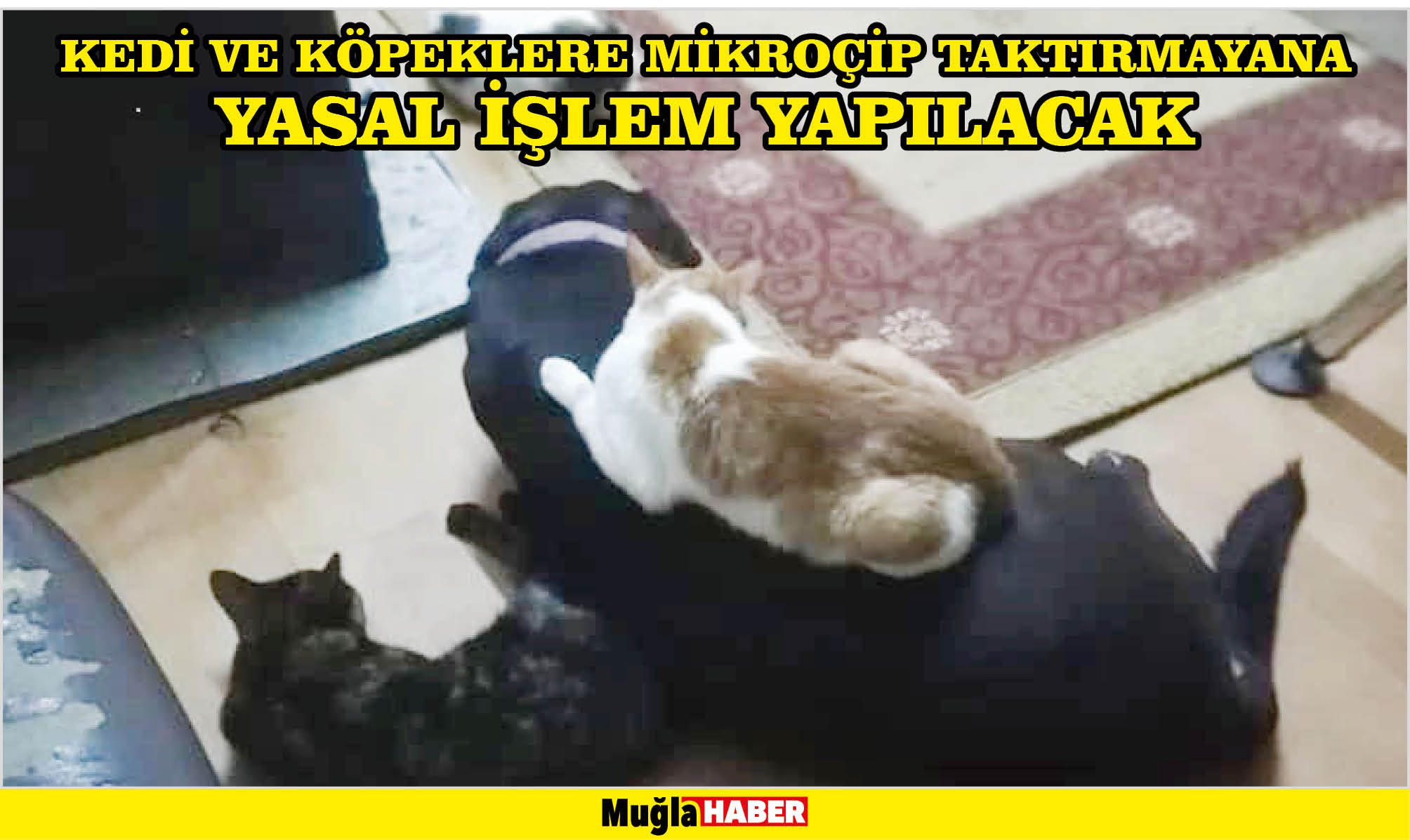 KEDİ VE KÖPEKLERE MİKROÇİP TAKTIRMAYANA YASAL İŞLEM YAPILACAK