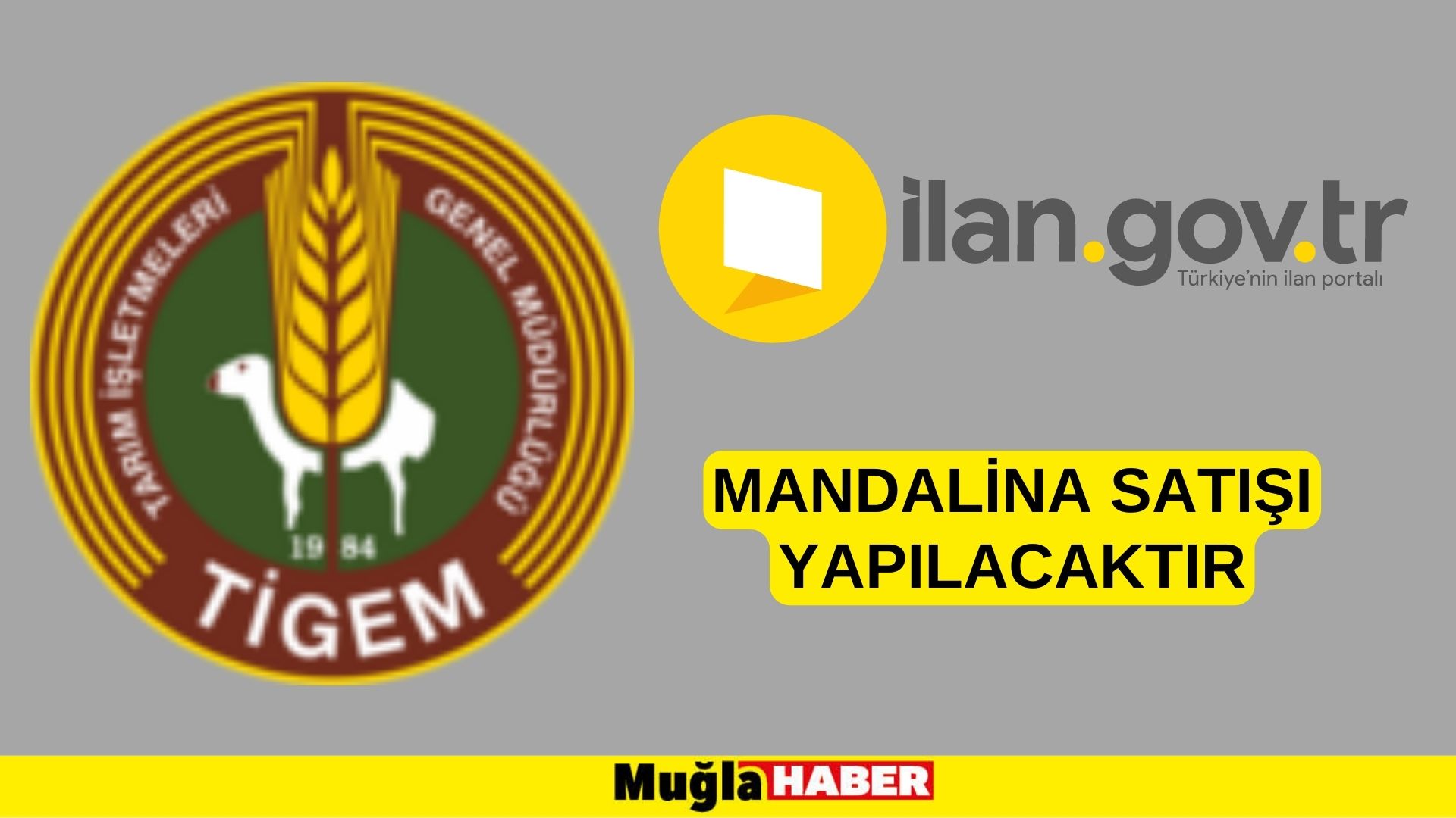 Mandalina satışı yapılacaktır