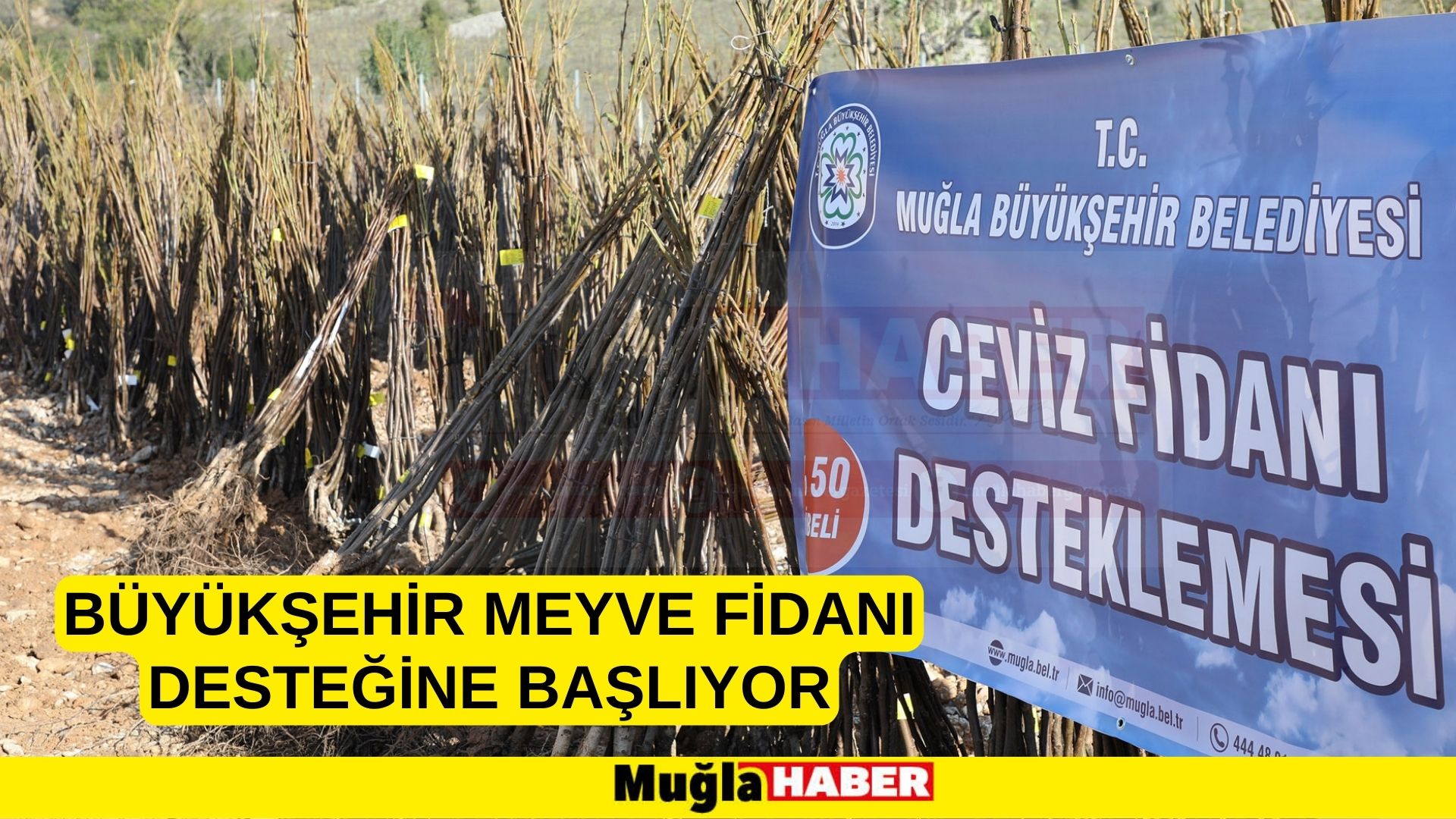 BÜYÜKŞEHİR MEYVE FİDANI DESTEĞİNE BAŞLIYOR