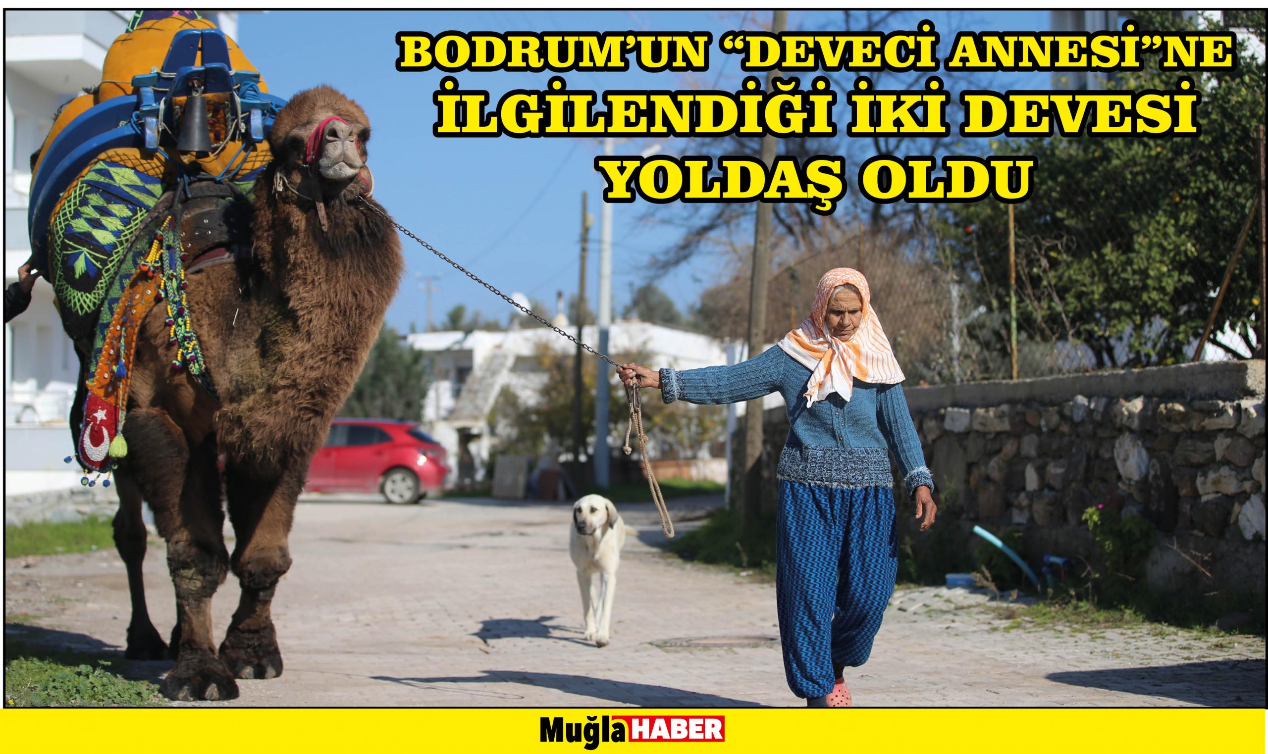 Bodrum'un "deveci annesi"ne ilgilendiği iki devesi yoldaş oldu