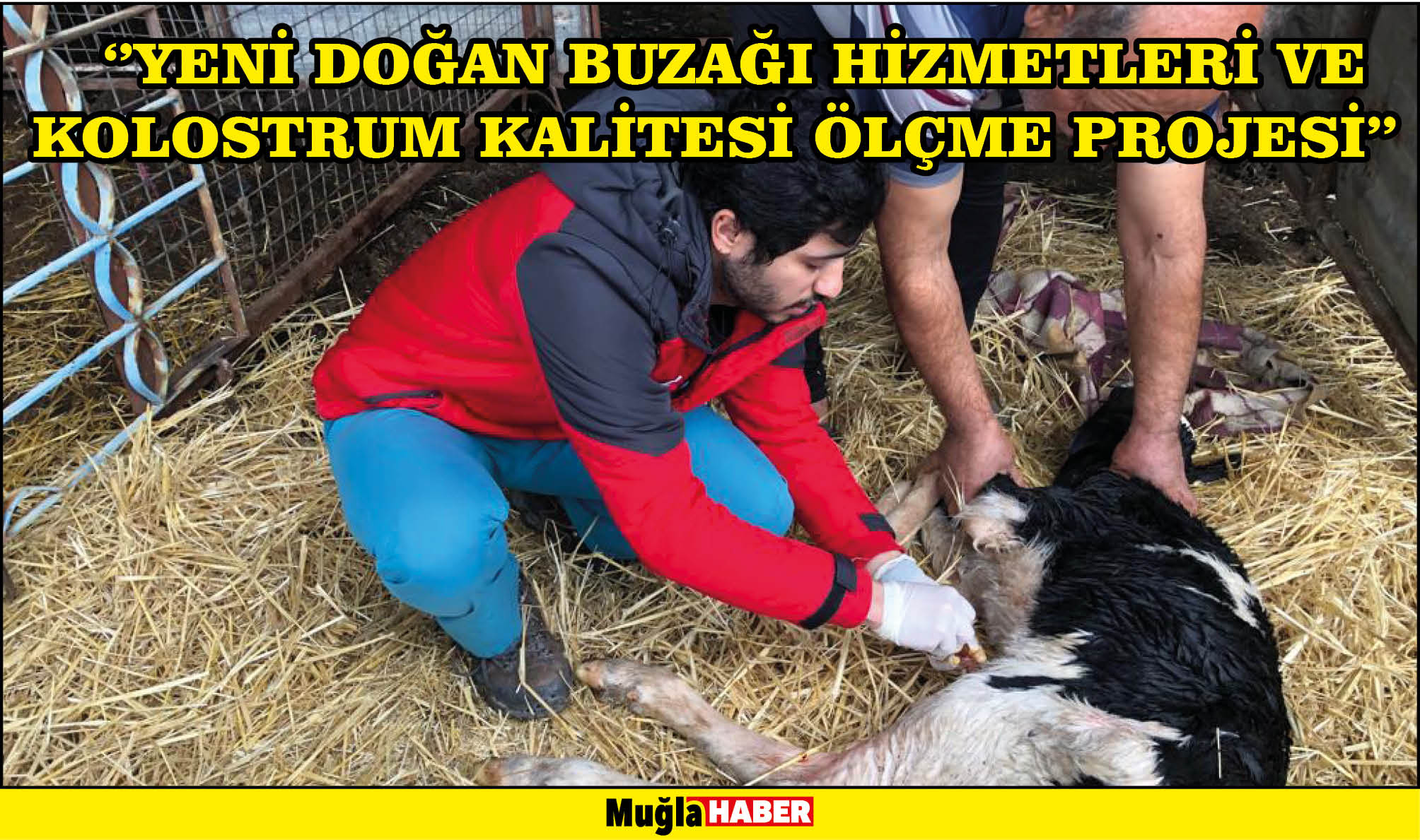  "YENİ DOĞAN BUZAĞI HİZMETLERİ VE KOLOSTRUM KALİTESİ ÖLÇME PROJESİ''