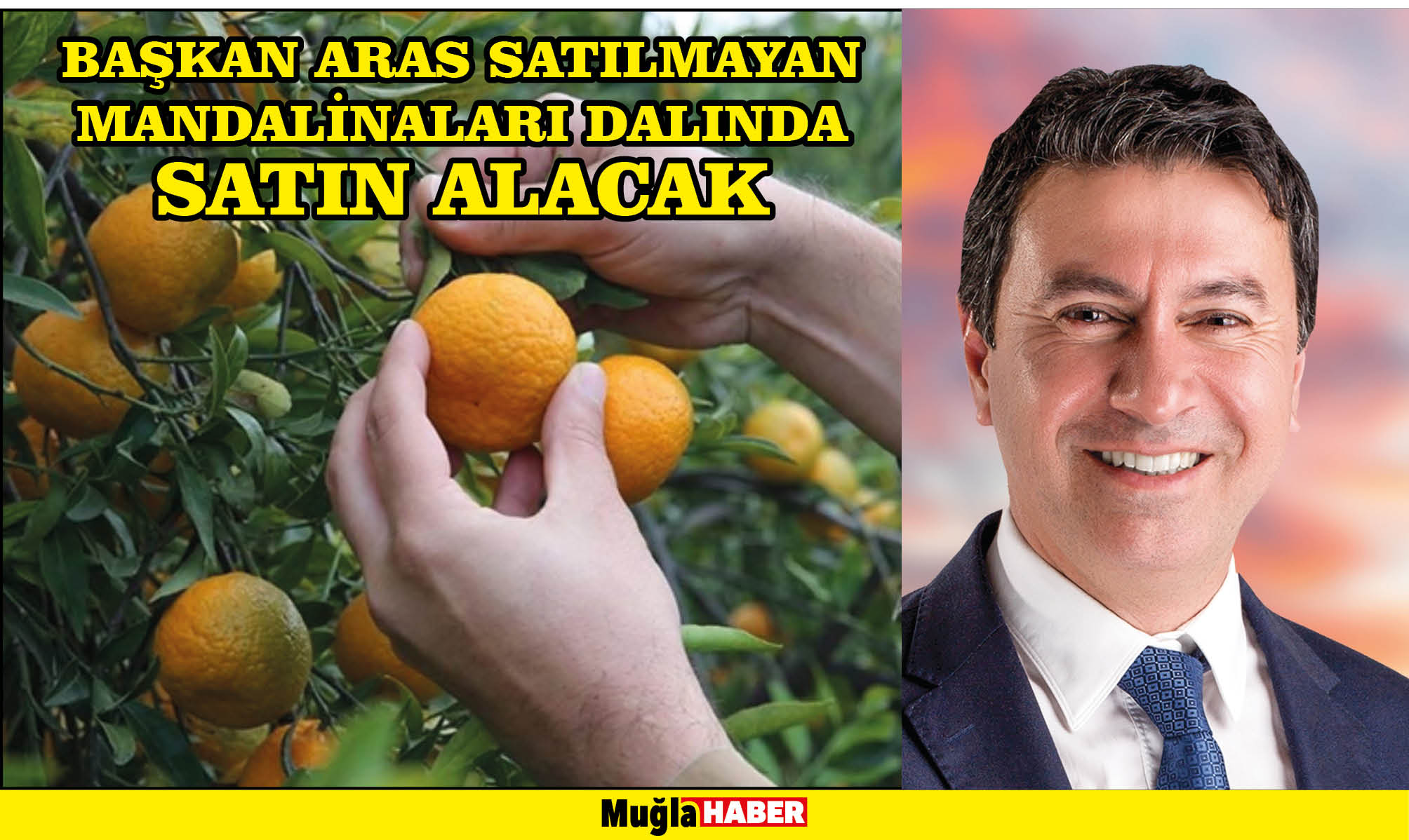 BAŞKAN ARAS SATILMAYAN MANDALİNALARI DALINDA SATIN ALACAK