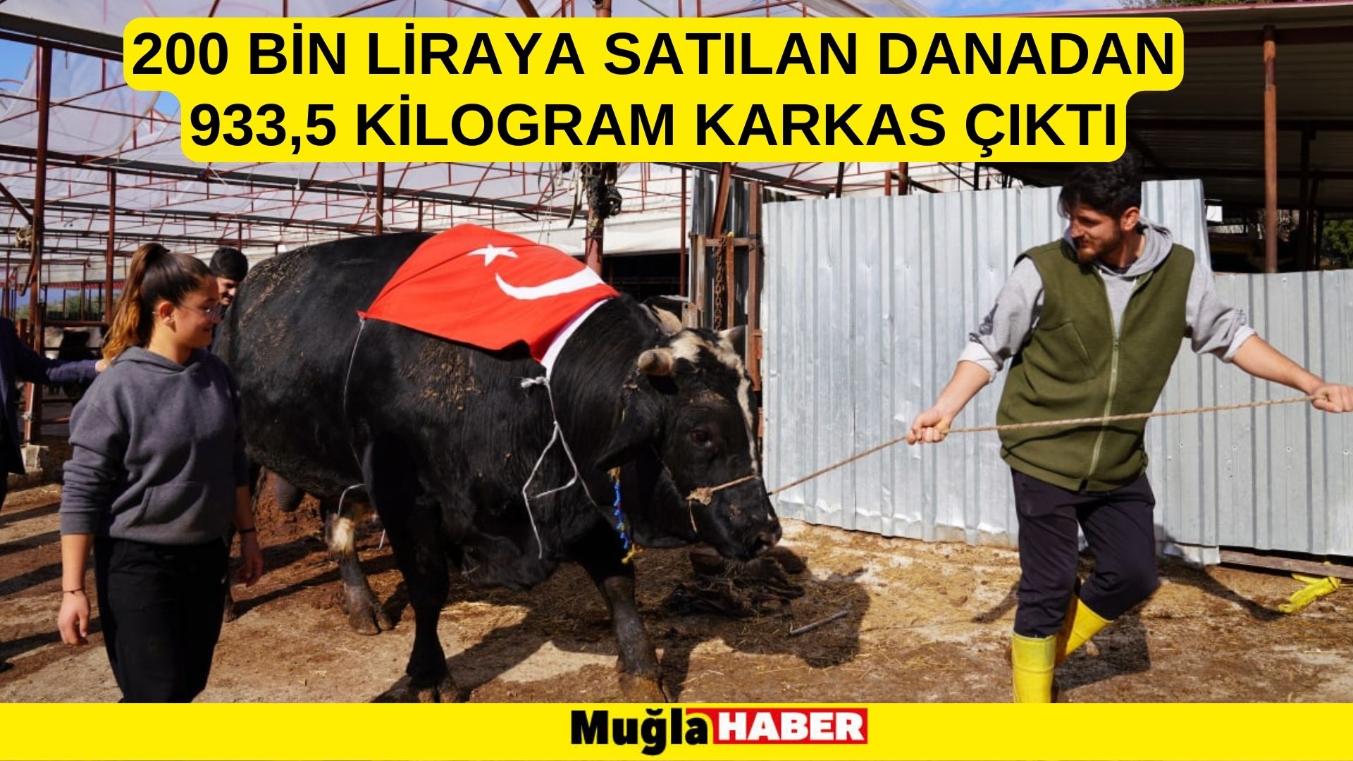 200 bin liraya satılan danadan 933,5 kilogram karkas çıktı