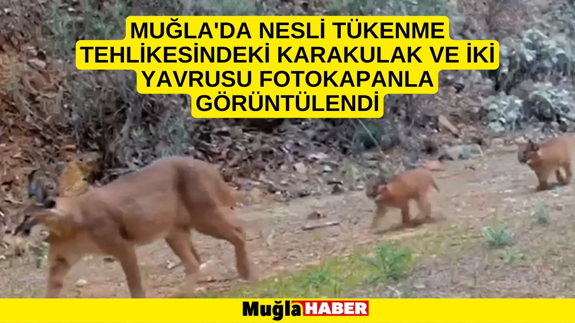 Muğla'da nesli tükenme tehlikesindeki karakulak ve iki yavrusu fotokapanla görüntülendi