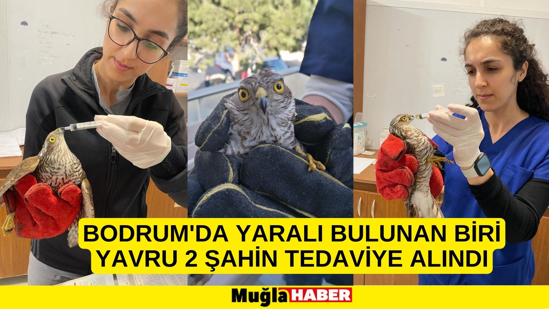 BODRUM BELEDİYESİ, YARALI YABAN HAYVANLARININ DA YANINDA