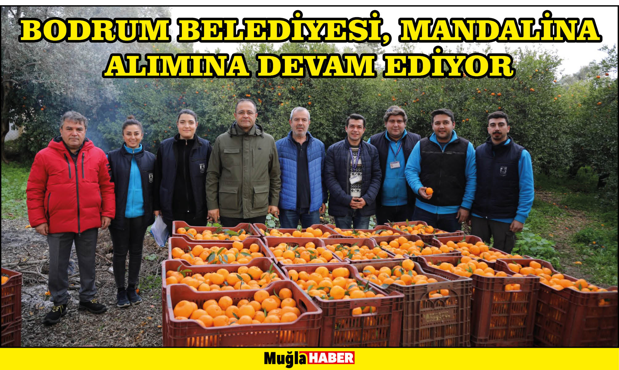 BODRUM BELEDİYESİ, MANDALİNA ALIMINA DEVAM EDİYOR