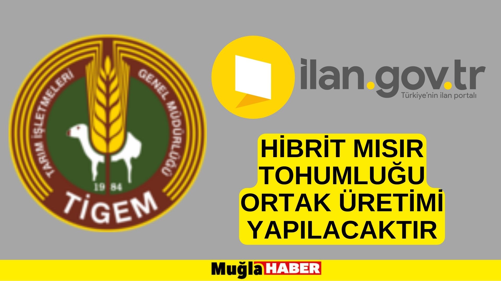 Hibrit mısır tohumluğu ortak üretimi yapılacaktır