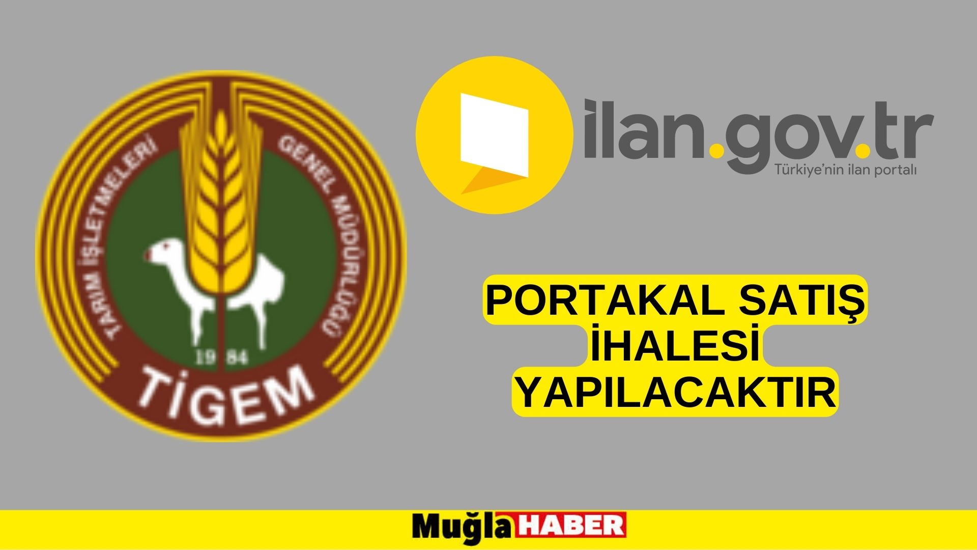 Portakal satış ihalesi yapılacaktır