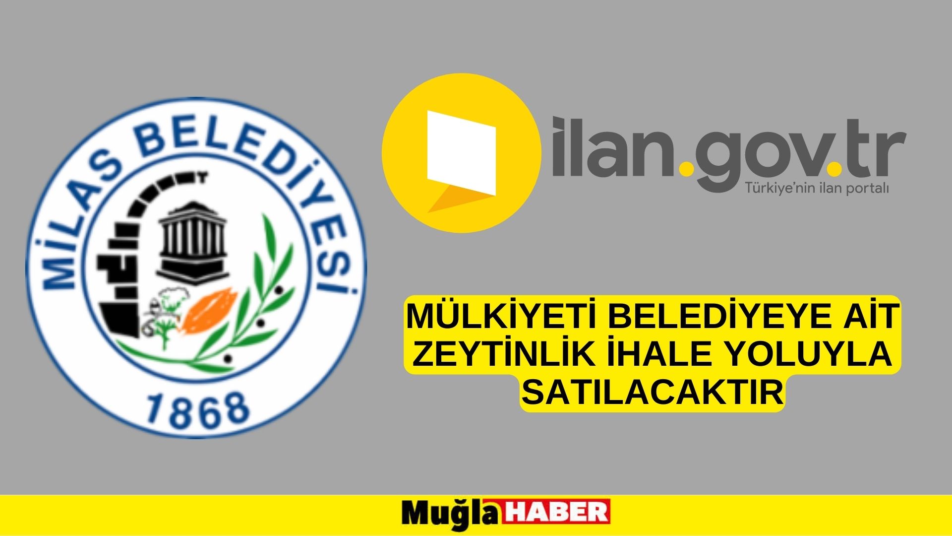 Mülkiyeti Belediyeye ait zeytinlik ihale yoluyla satılacaktır