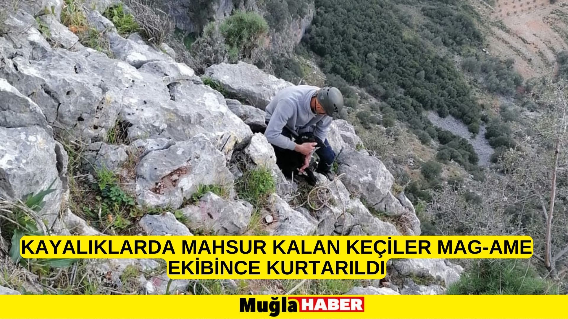 Muğla'da kayalıklarda mahsur kalan keçiler MAG-AME ekibince kurtarıldı