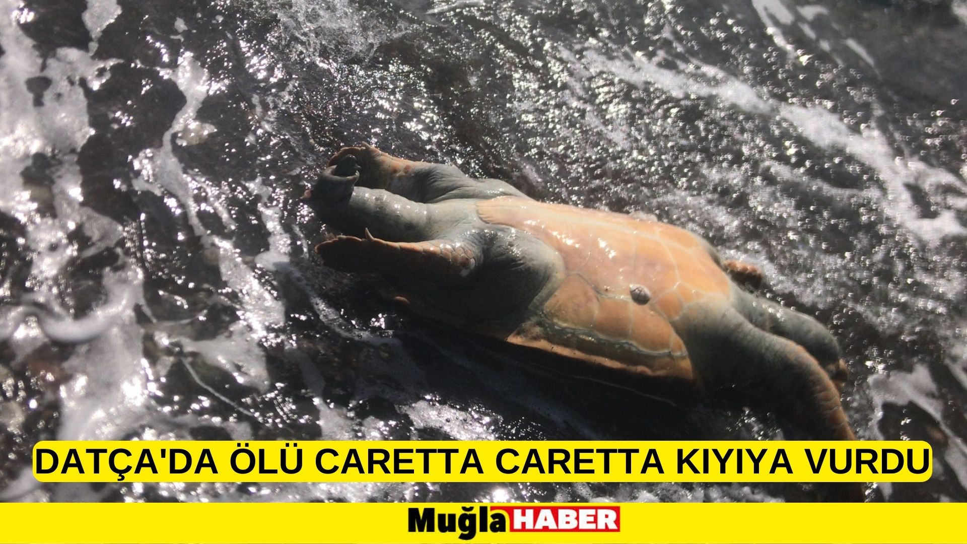 Datça'da ölü caretta caretta kıyıya vurdu