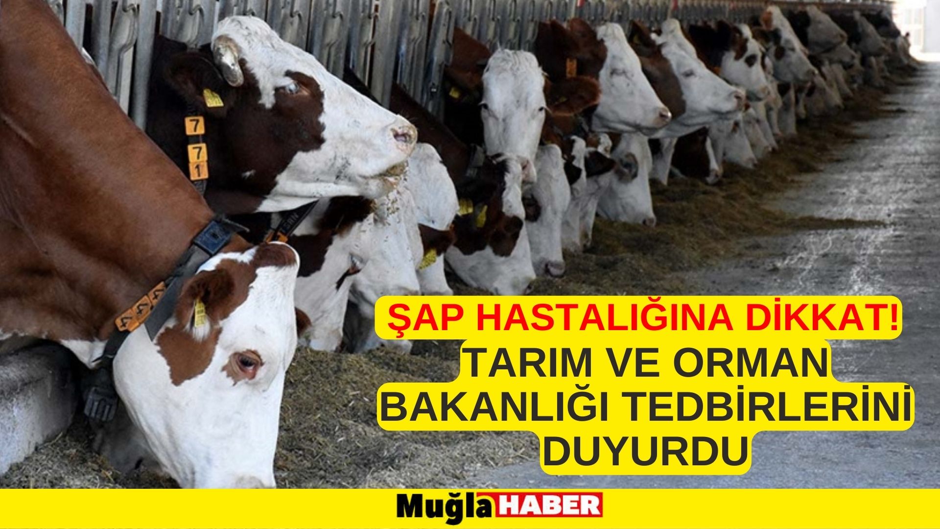 Tarım ve Orman Bakanlığı şap hastalığı tedbirlerini duyurdu