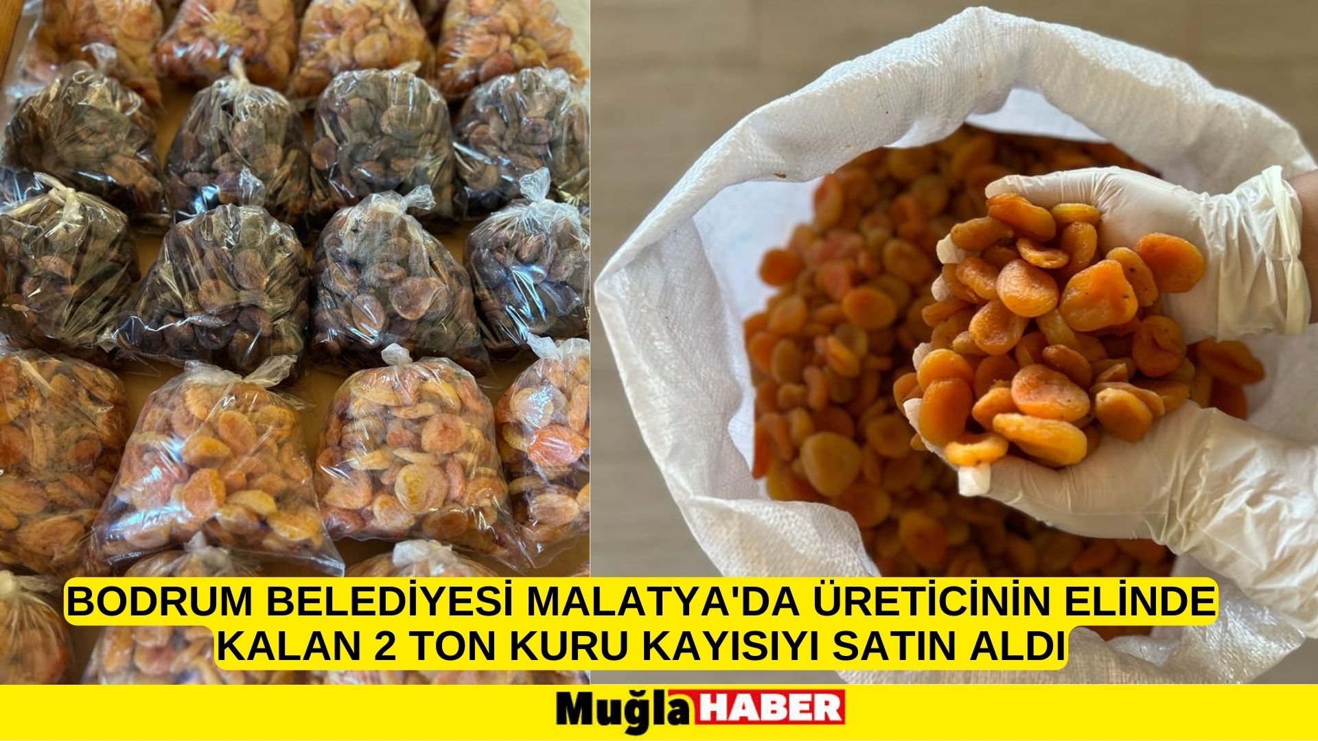 Bodrum Belediyesi Malatya'da üreticinin elinde kalan 2 ton kuru kayısıyı satın aldı