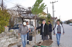 Dalaman caddeleri ağaçlandırılıyor