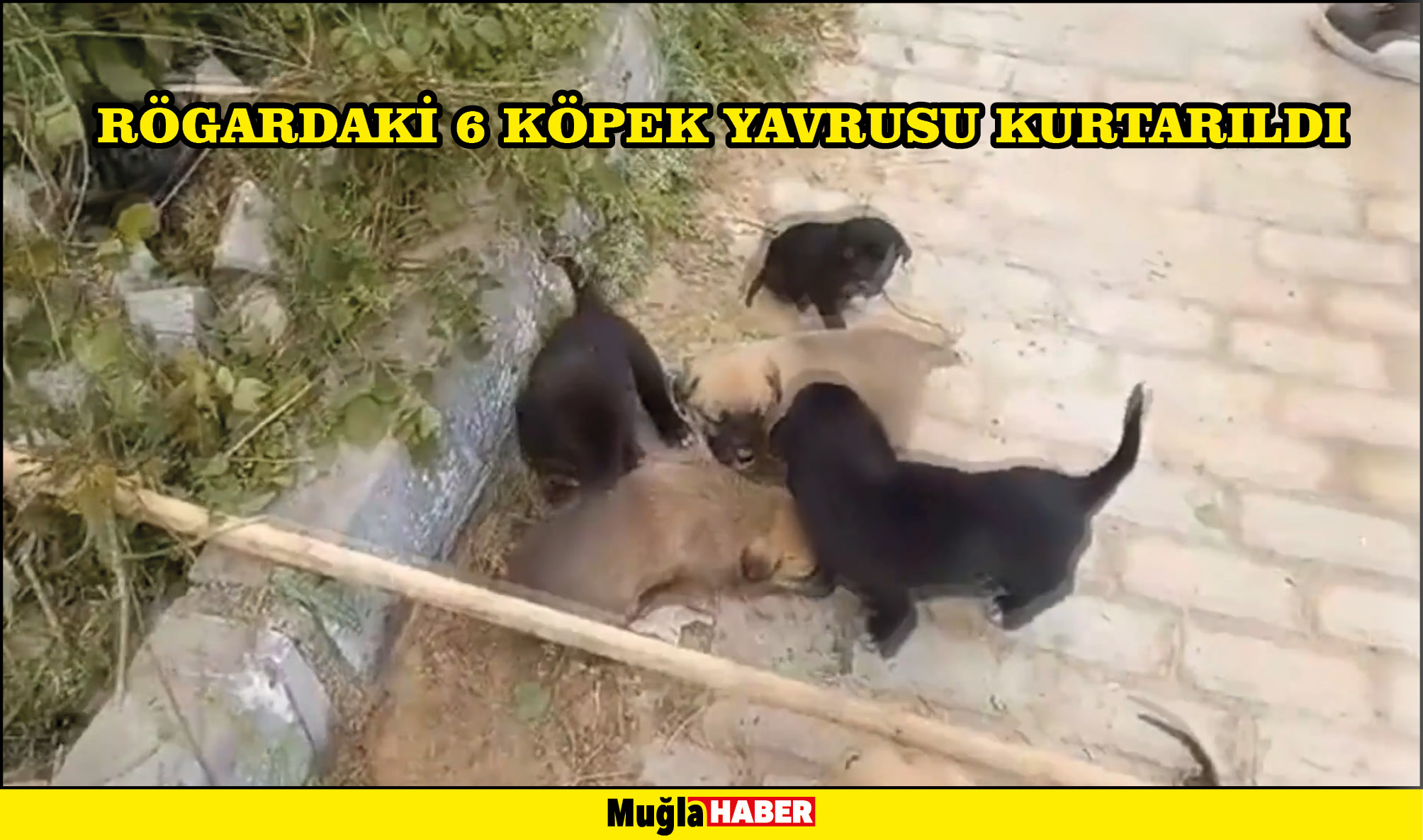 Muğla'da rögardaki 6 köpek yavrusu kurtarıldı