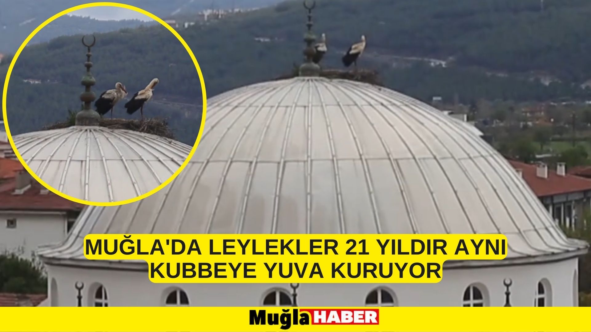 Muğla'da leylekler 21 yıldır aynı kubbeye yuva kuruyor