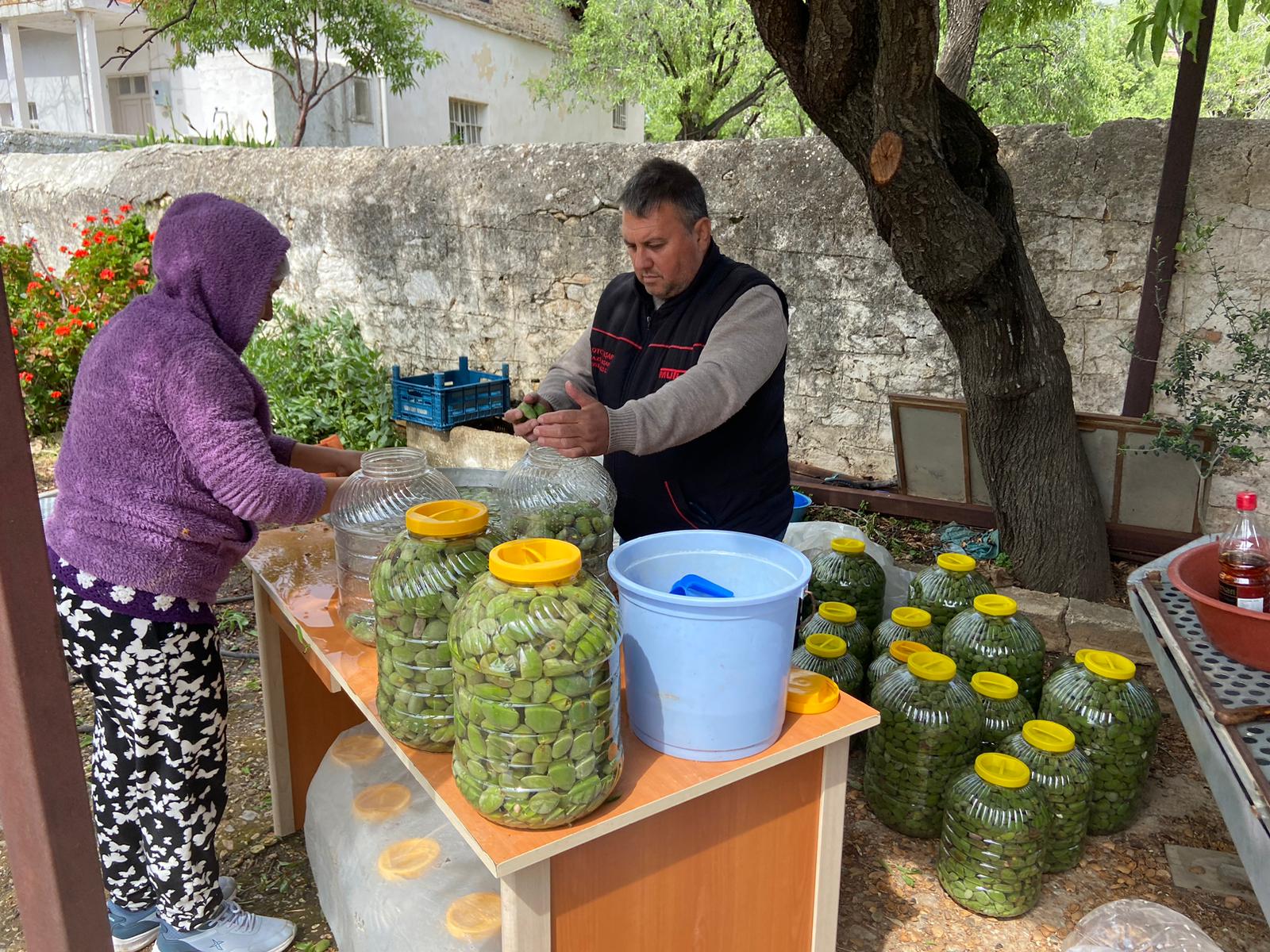 DATÇA ÇAĞLA BAĞDEMİ YURT DIŞINA İHRAÇ EDİLİYOR