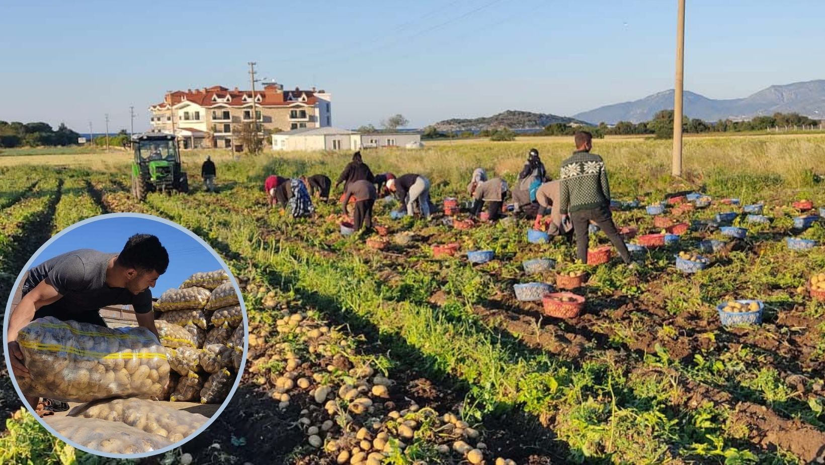 TURFANDA PATATES HASADI BAŞLADI