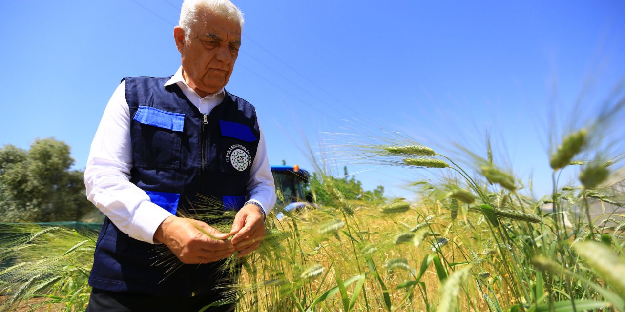 434 DÖNÜMDEN ELDE EDİLEN KABA YEM ÜCRETSİZ DAĞITILACAK