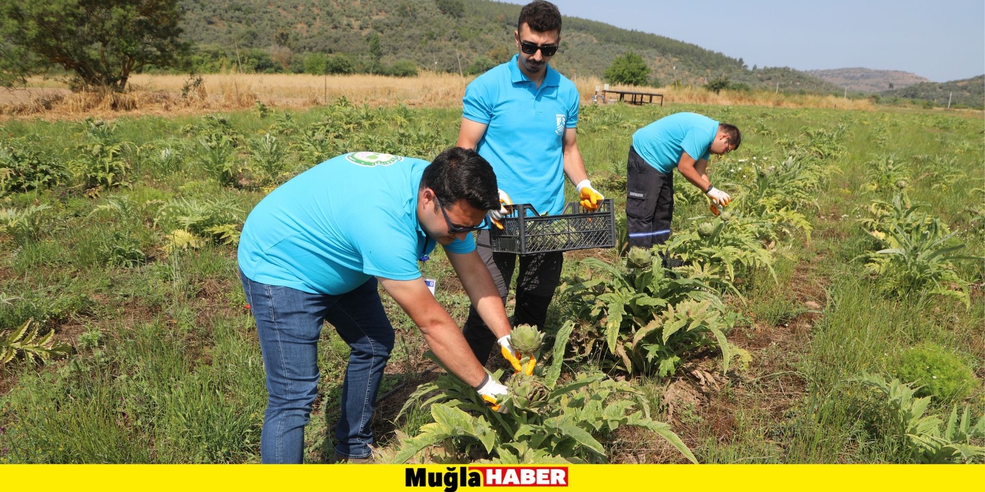 BODRUM BELEDİYESİ ENGİNAR HASADINA BAŞLADI